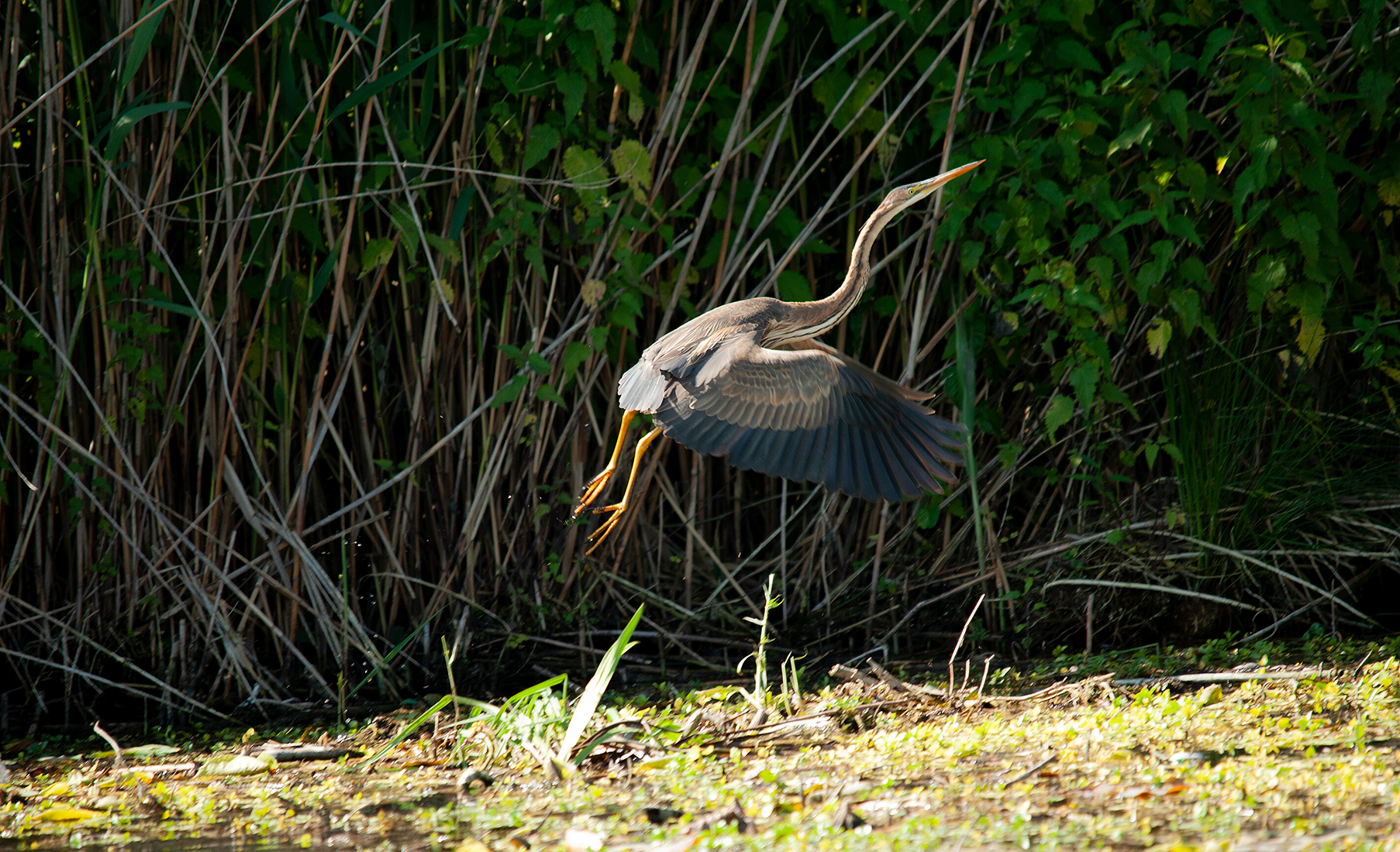 Heron 1