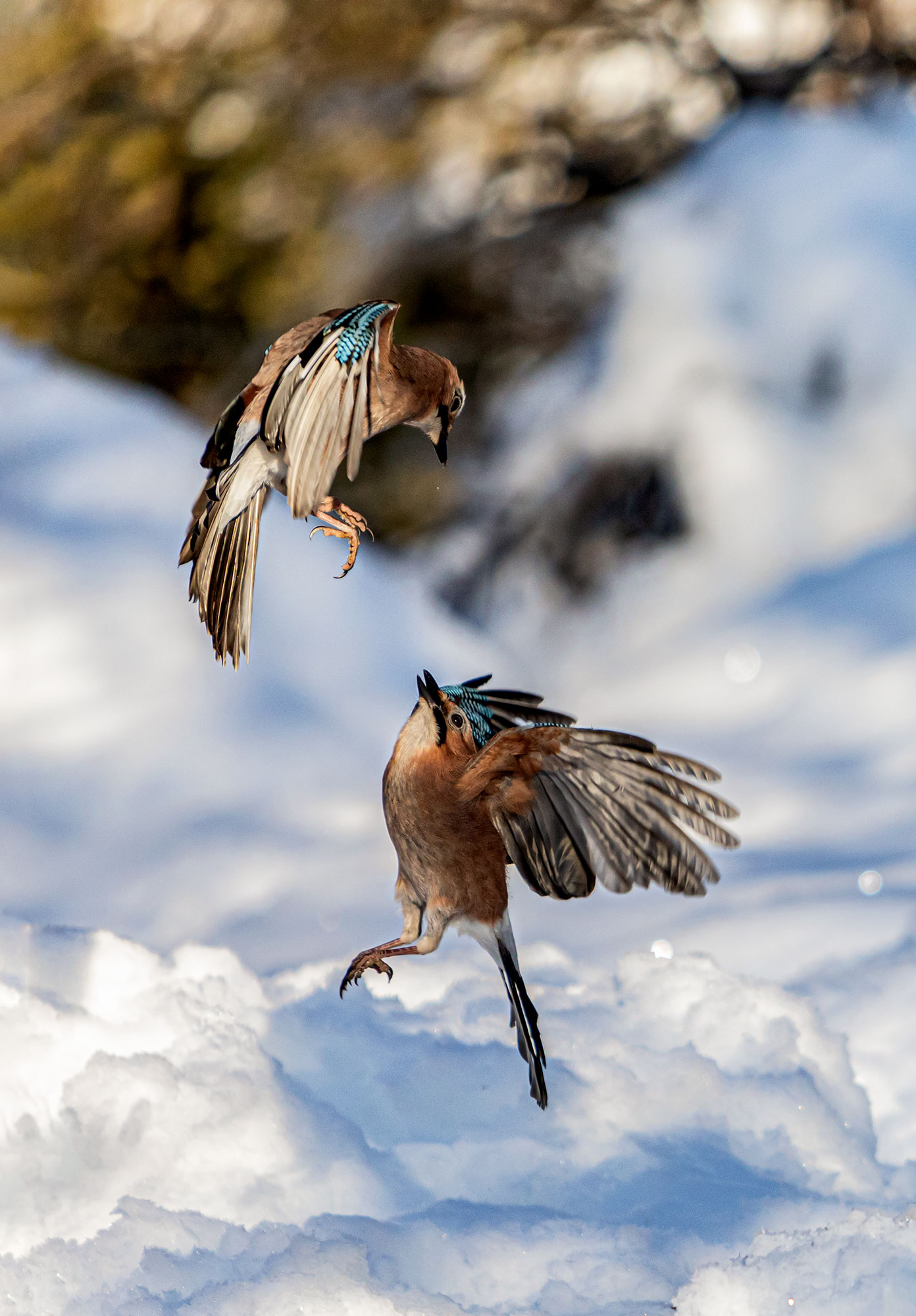 Battibecco tra ghiandaie.