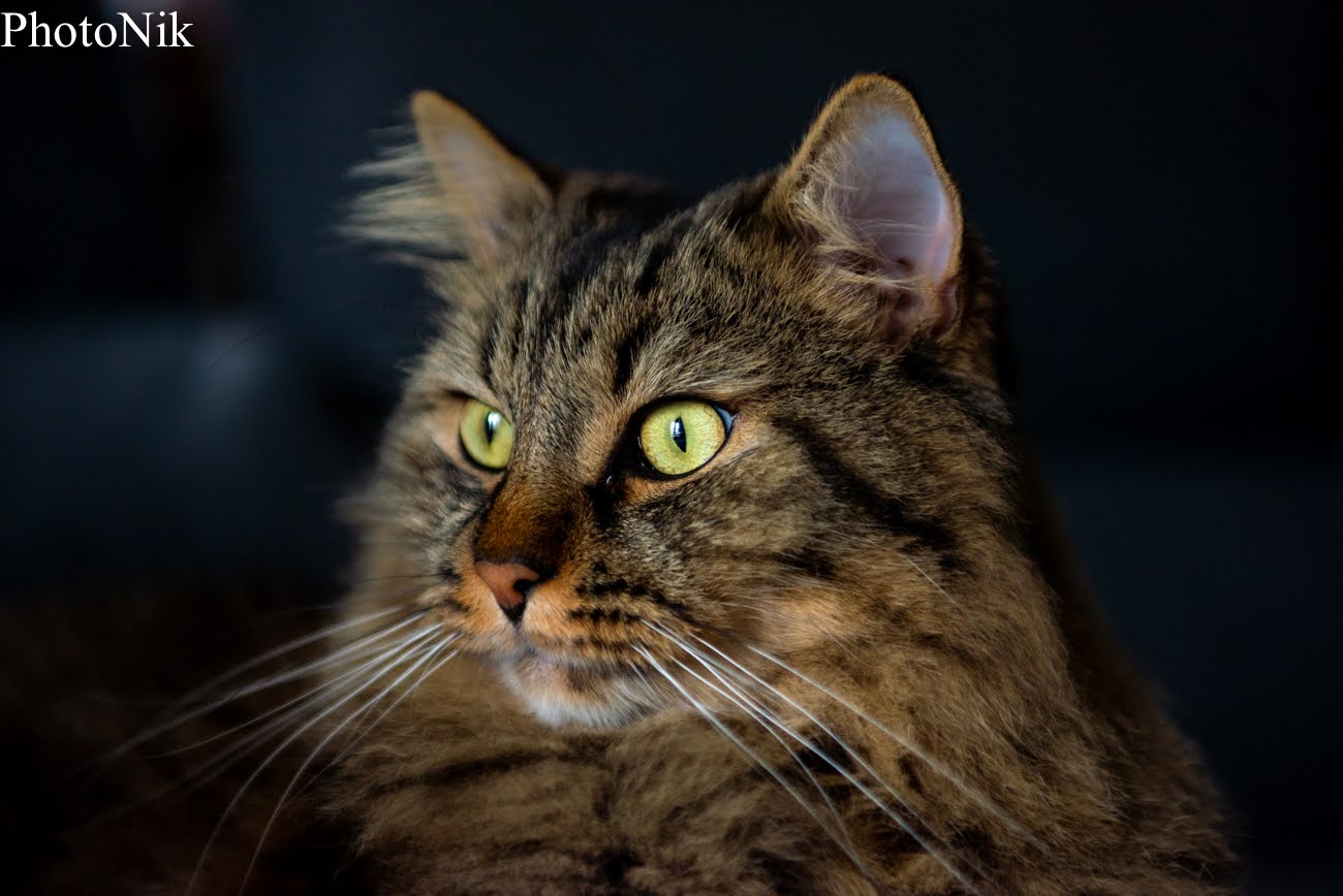 Oggy