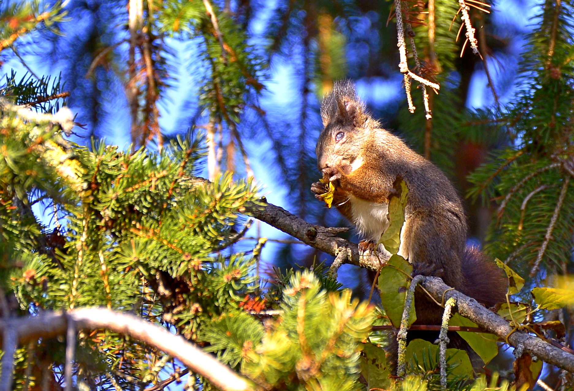 A poor guercio squirrel intent on eating a fo