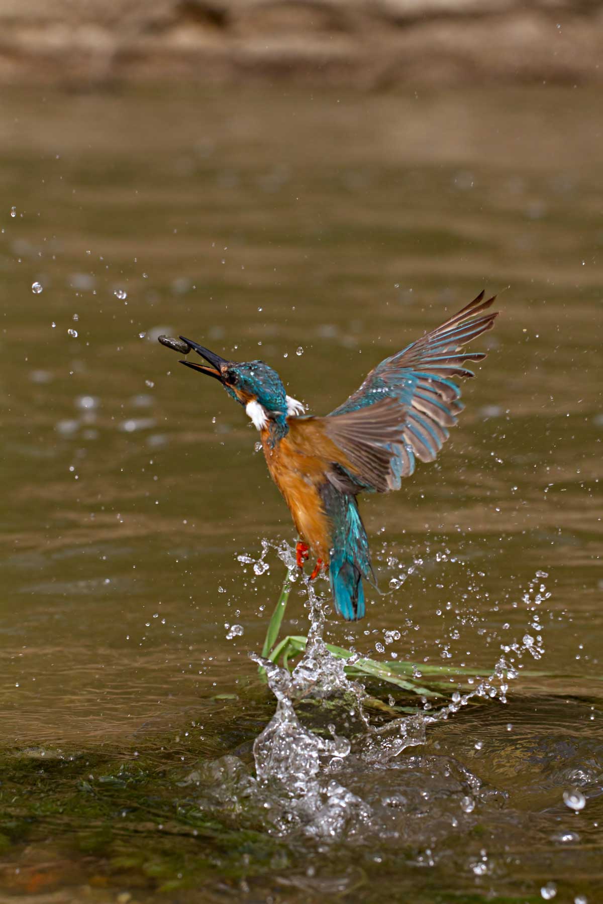 Bhle...che schifo il sasso!
