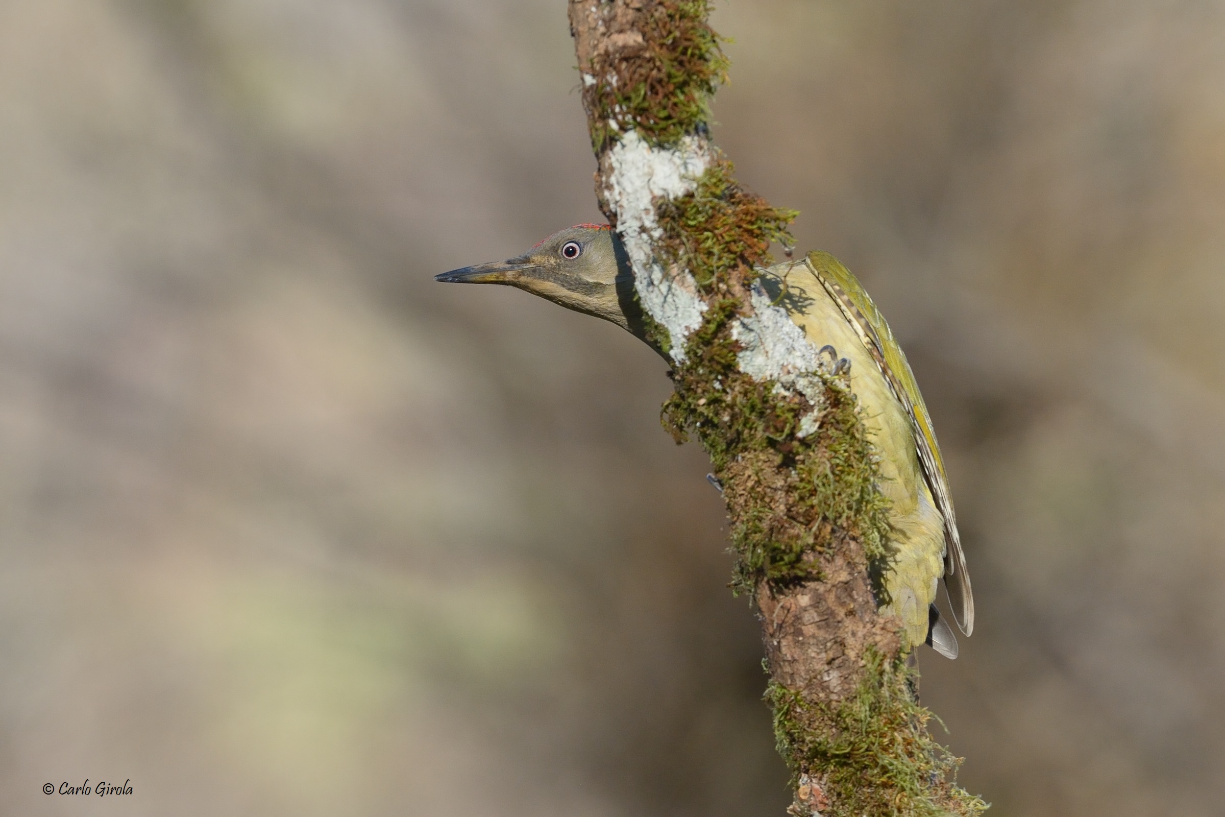 Sharpei Green Woodpecker (Picus sharpei)