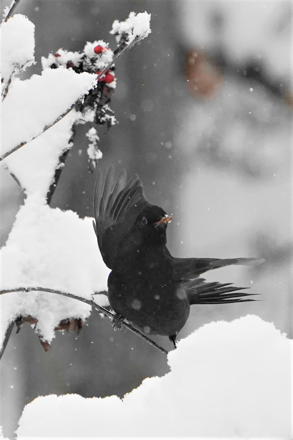 male blackdome agitated