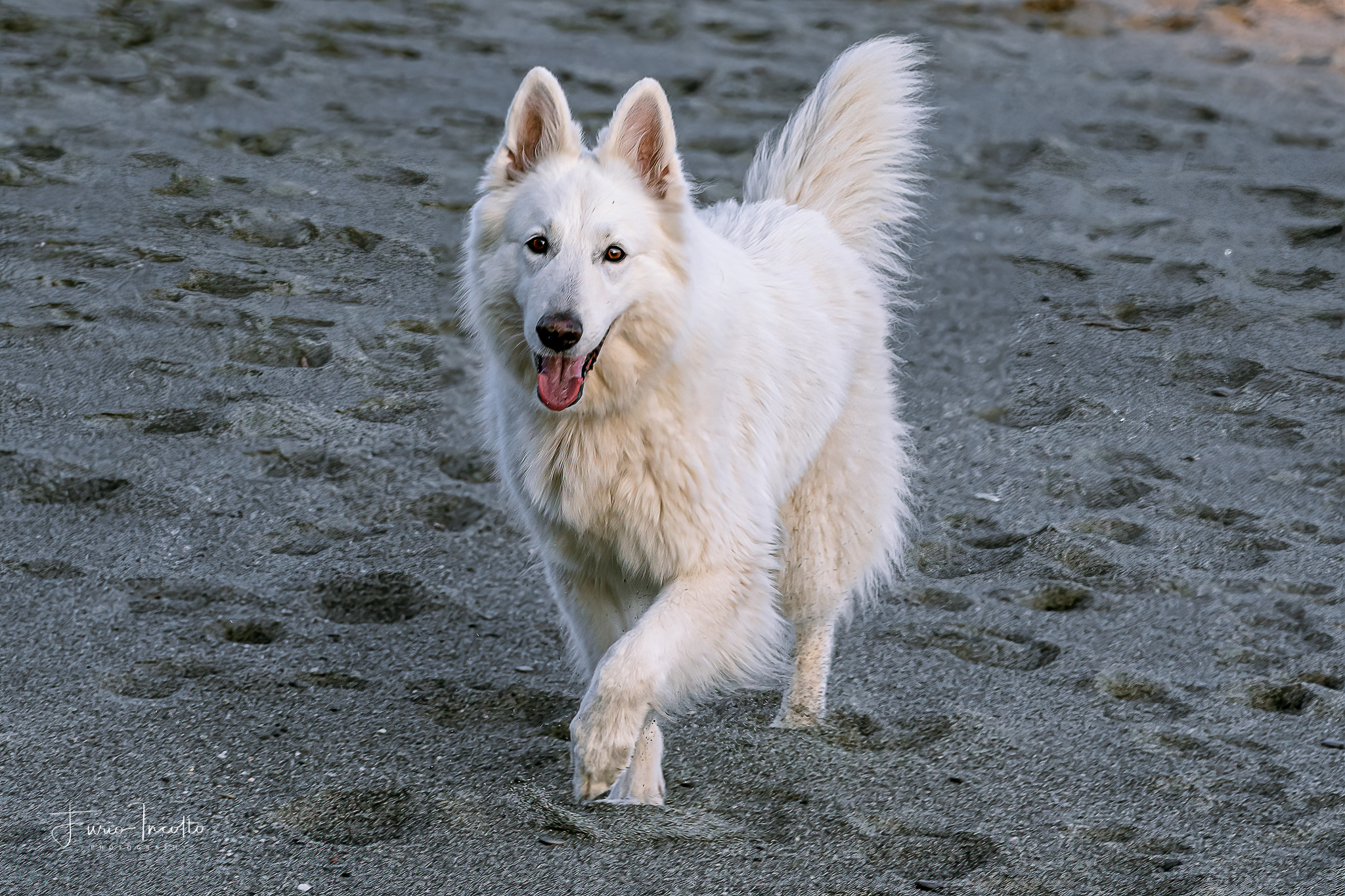 Cani di Celle Ligure