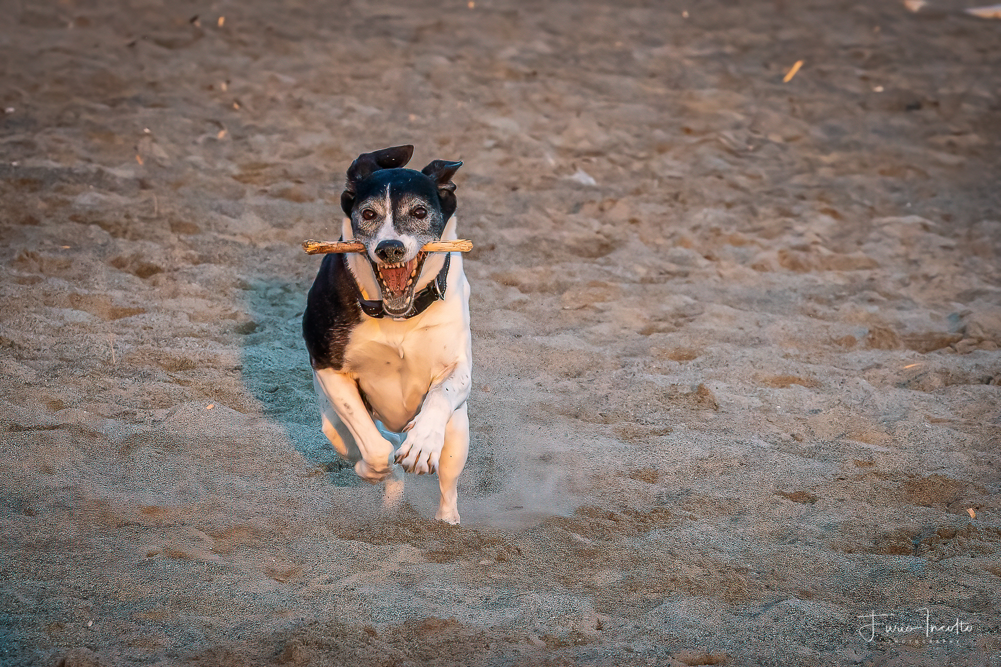 Cani di Celle Ligure