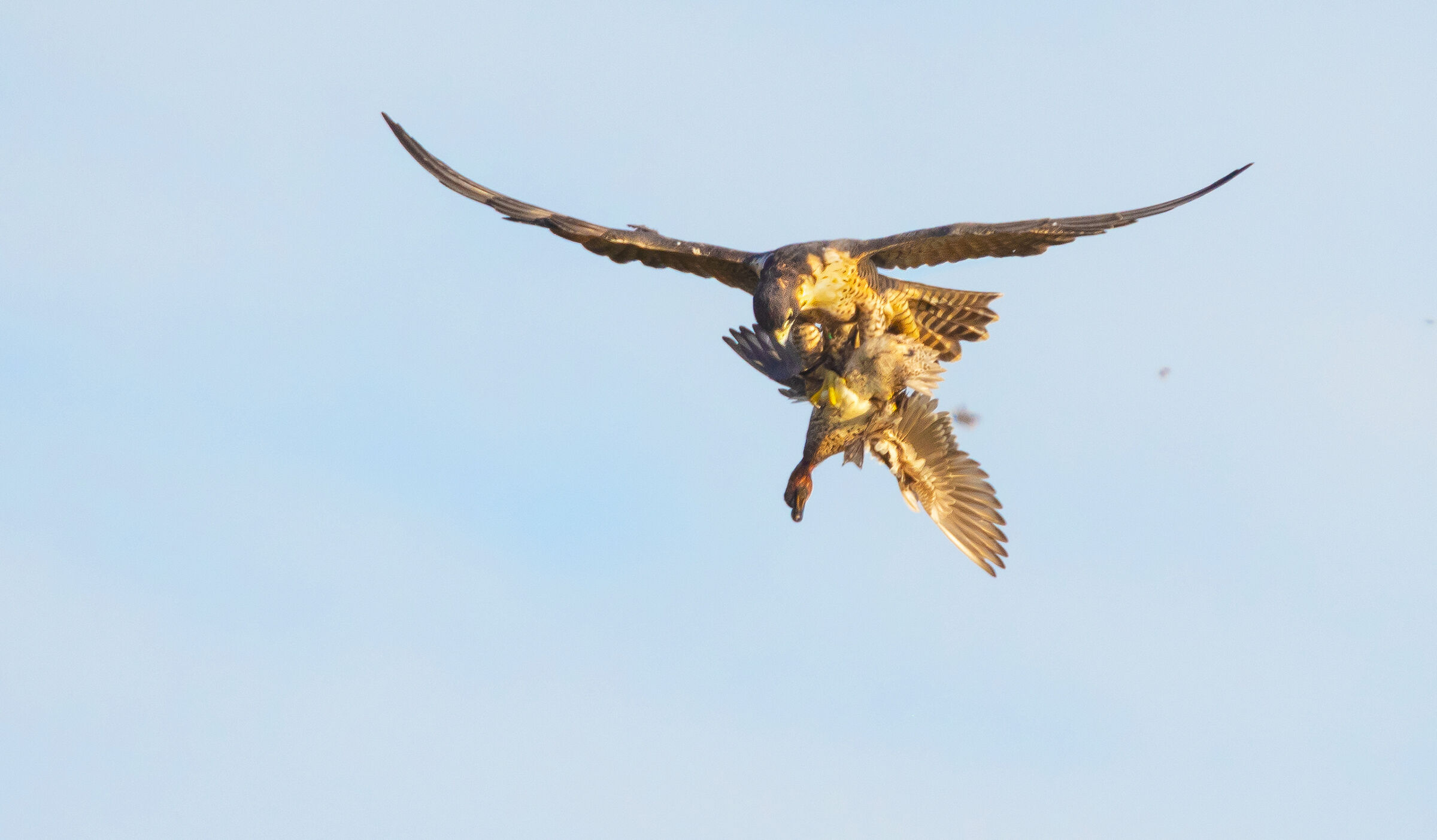 collisione a mezz'aria-2