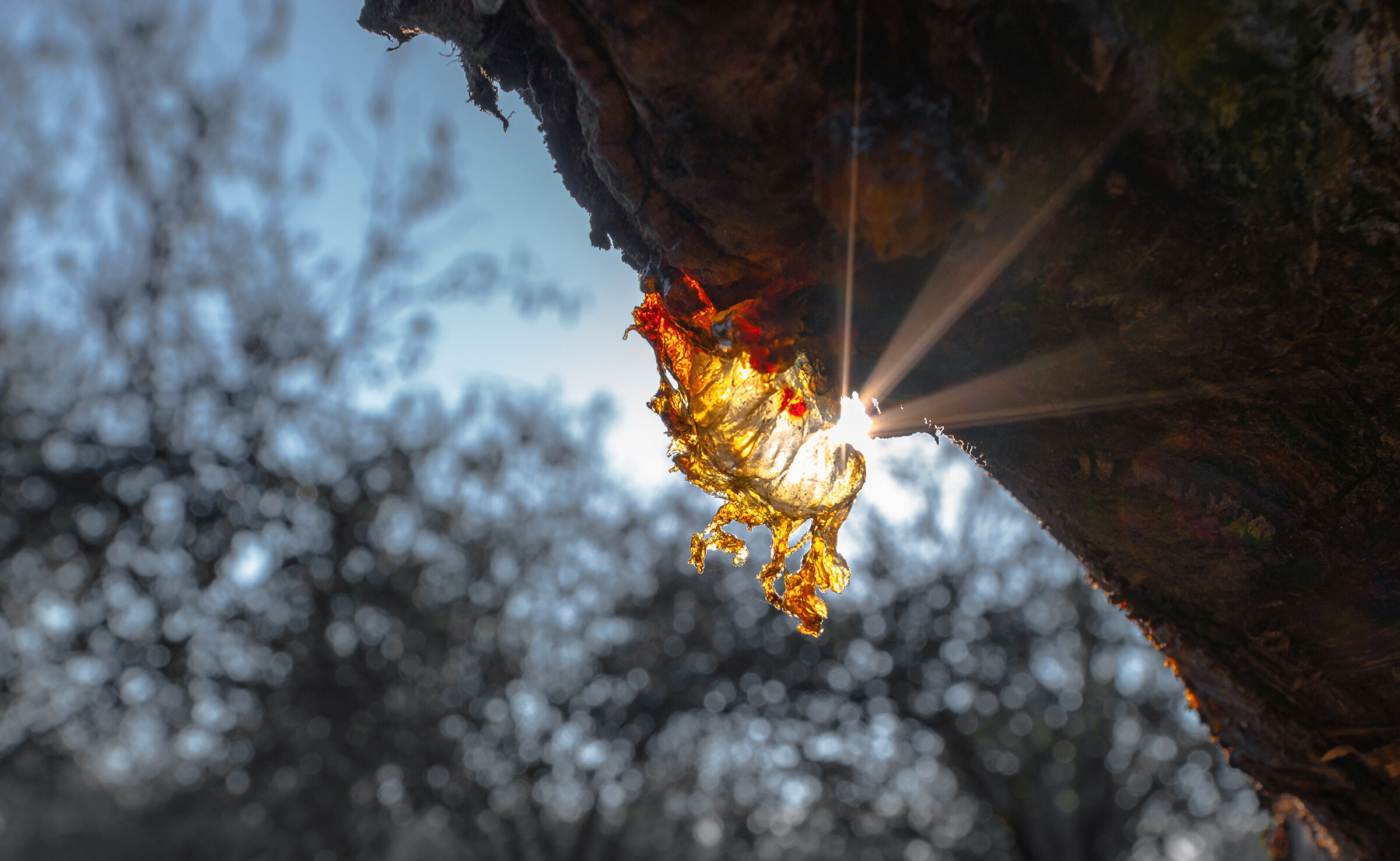 raggi del sole attraverso la linfa degli alberi