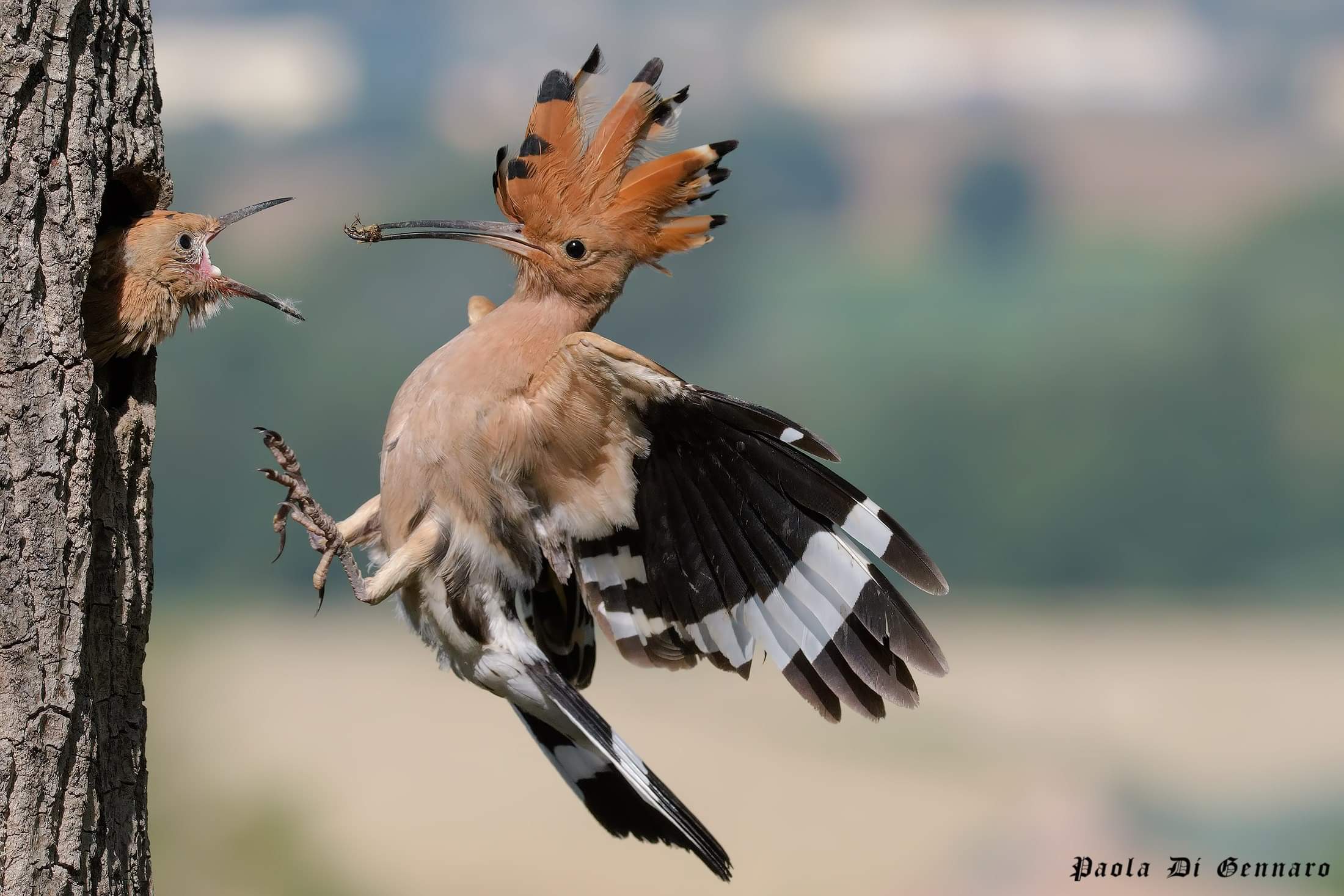 Hoopoe