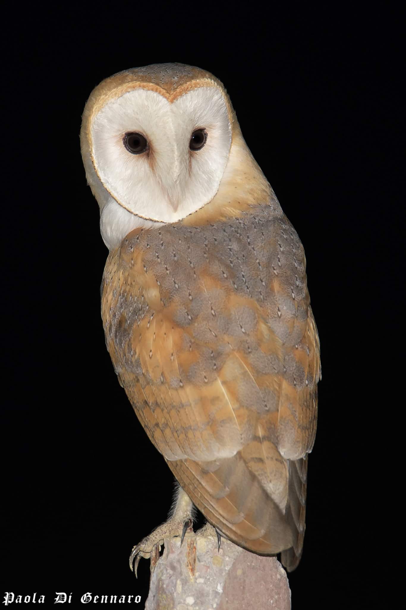 Tyto Alba