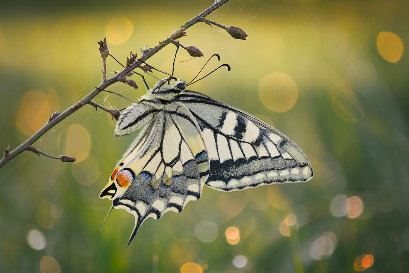Machaon, 1st