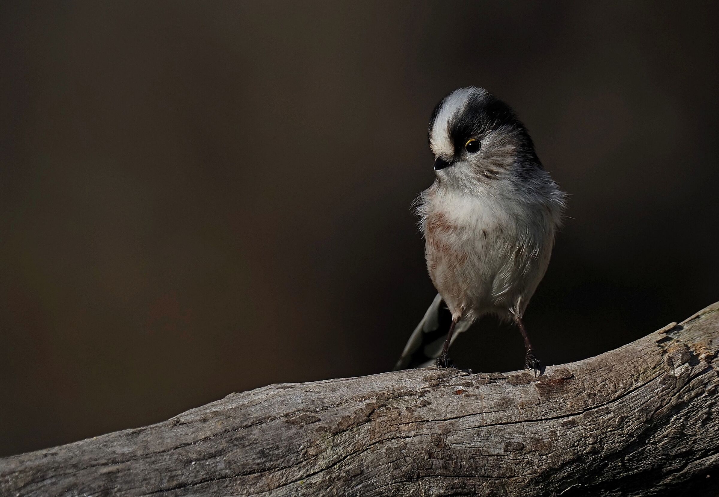 Le piumette del codibugnolo
