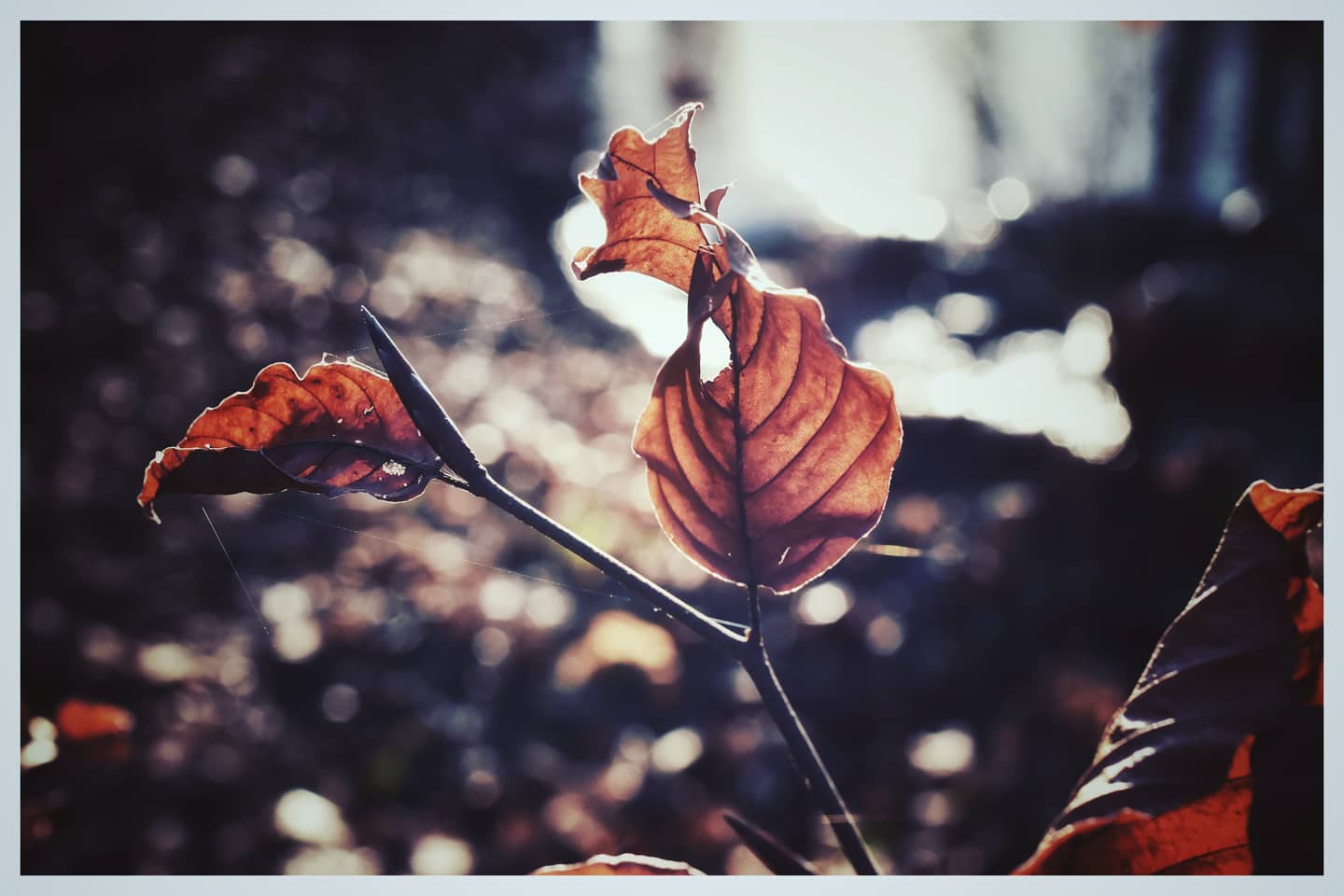 Foglie morte