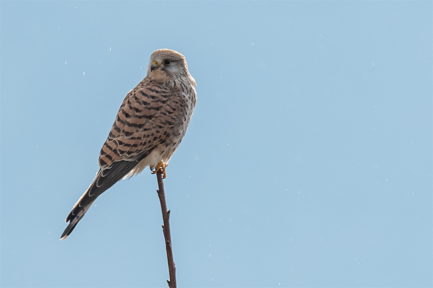 Tweet (tinnunculus falcon)