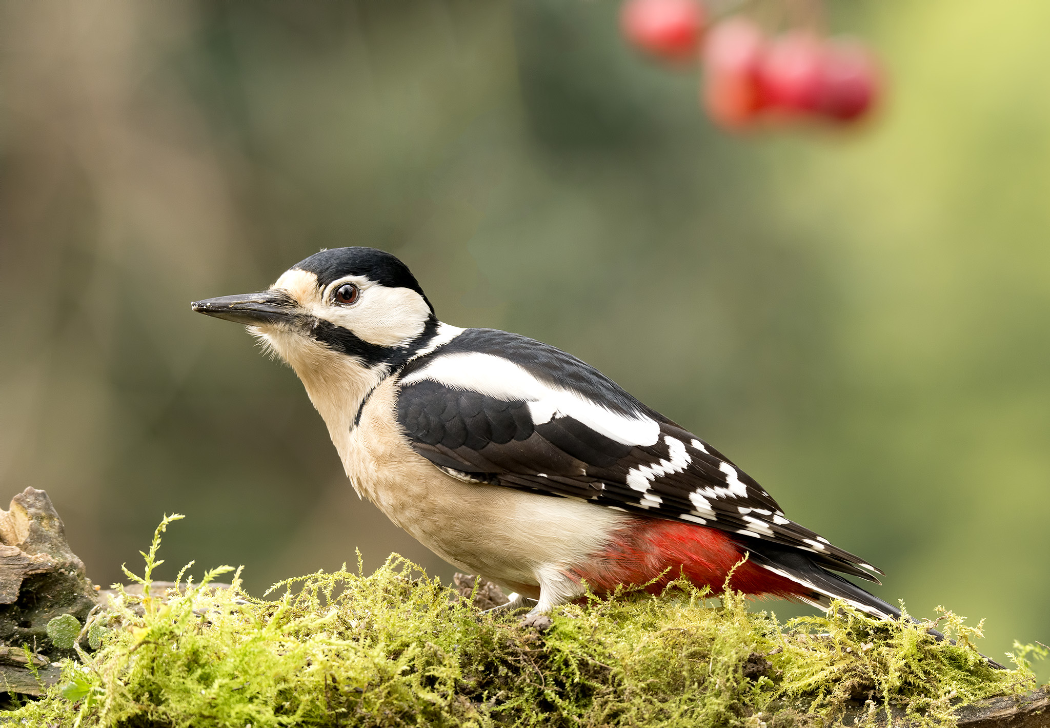 Un attimo prima dell'involo