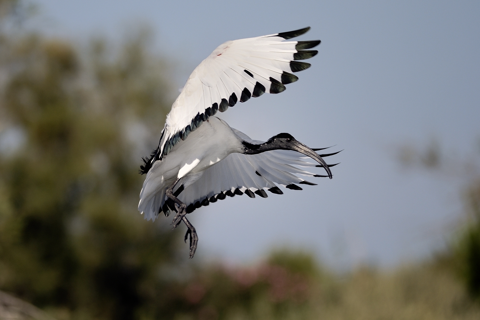 Sacred ibis