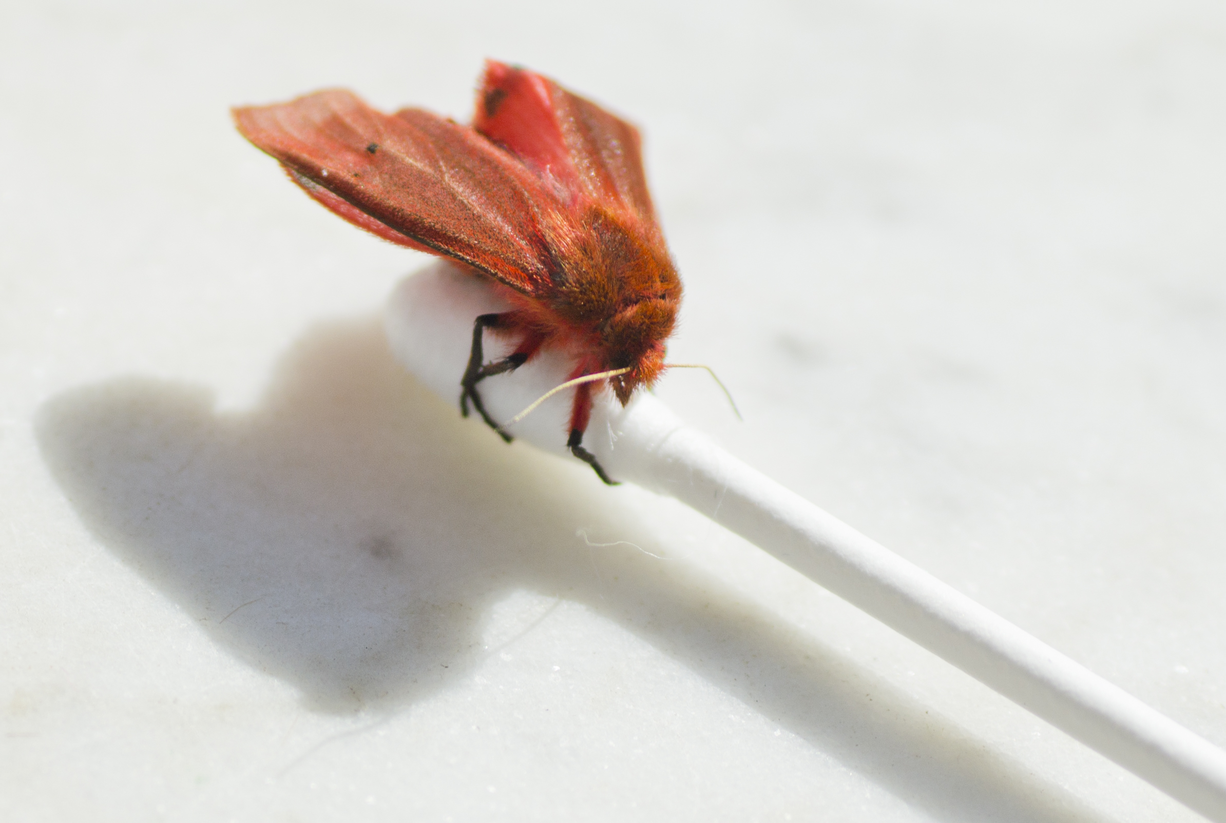 Phragmatobia fuliginosa