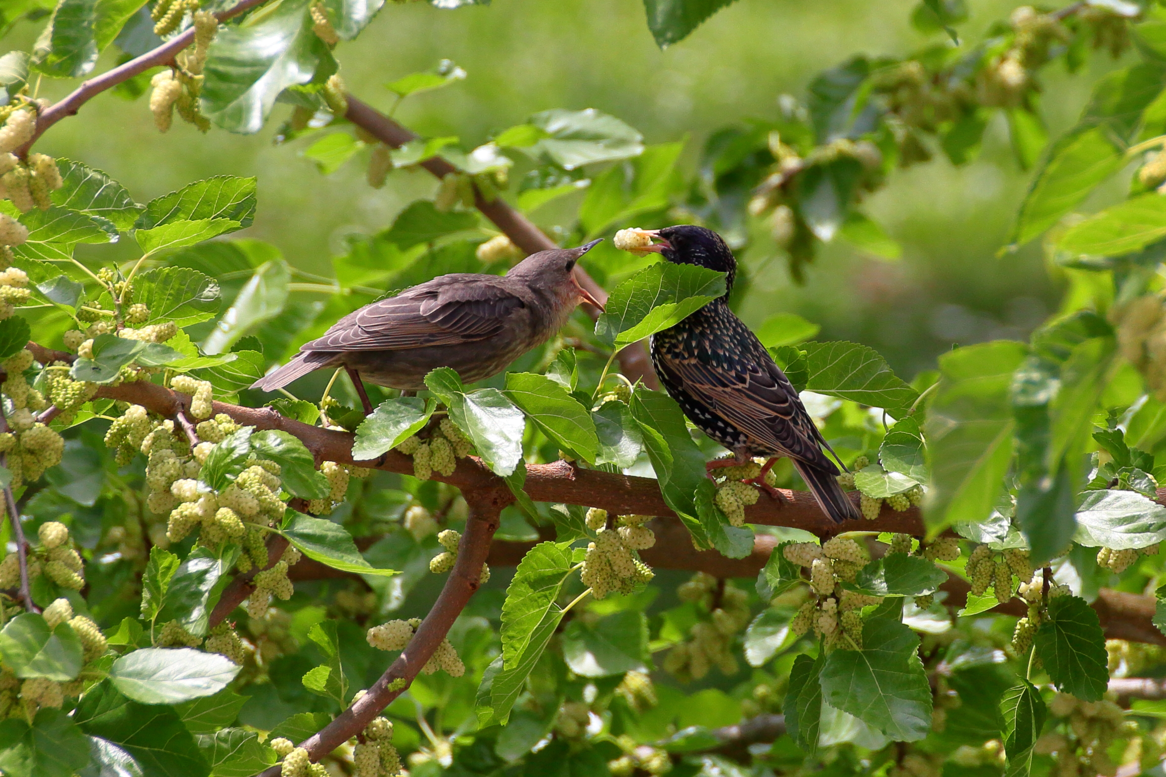 Presto! Voglio il gelso bianco!