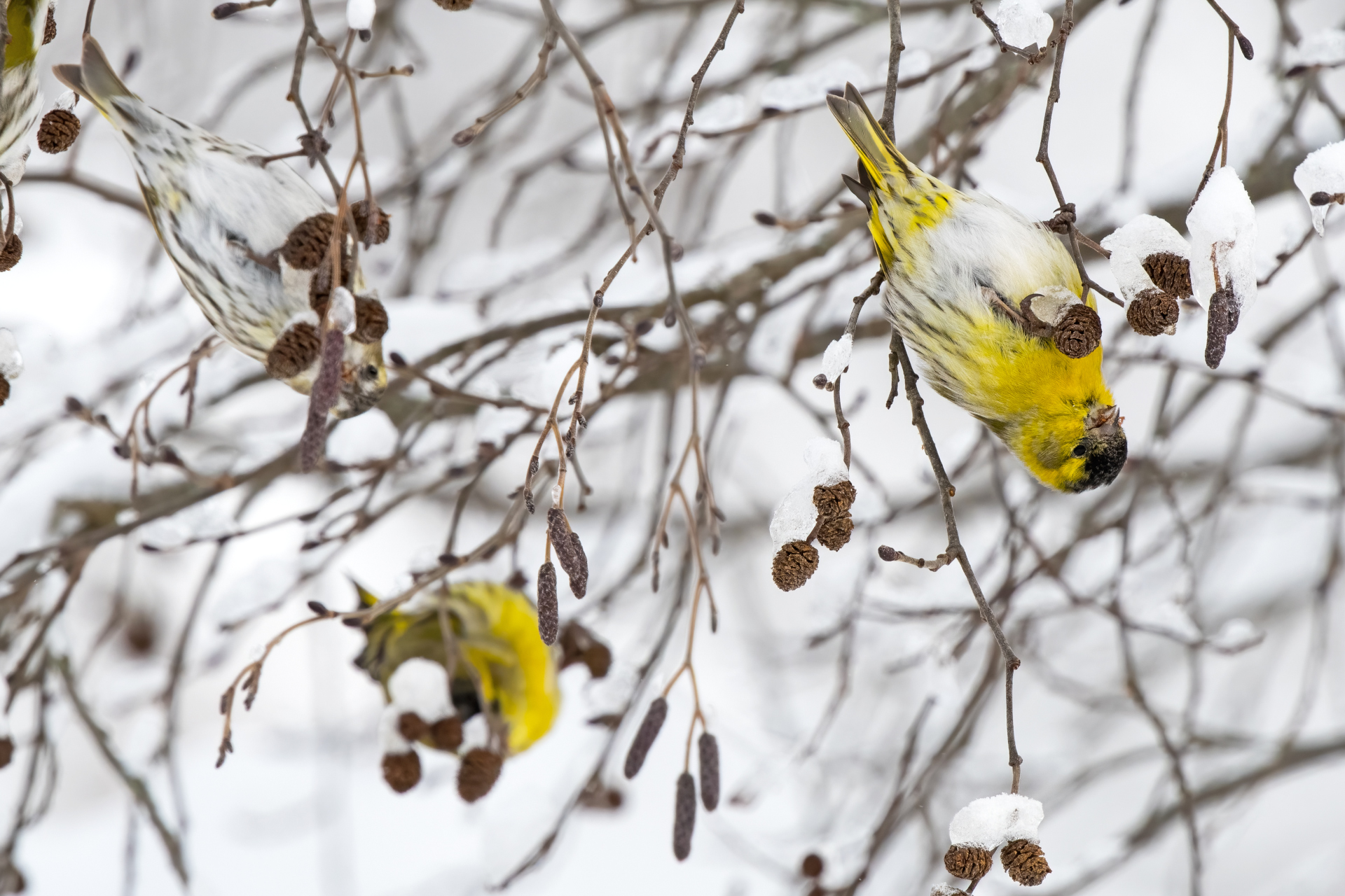 Lucherini - Wikipedia