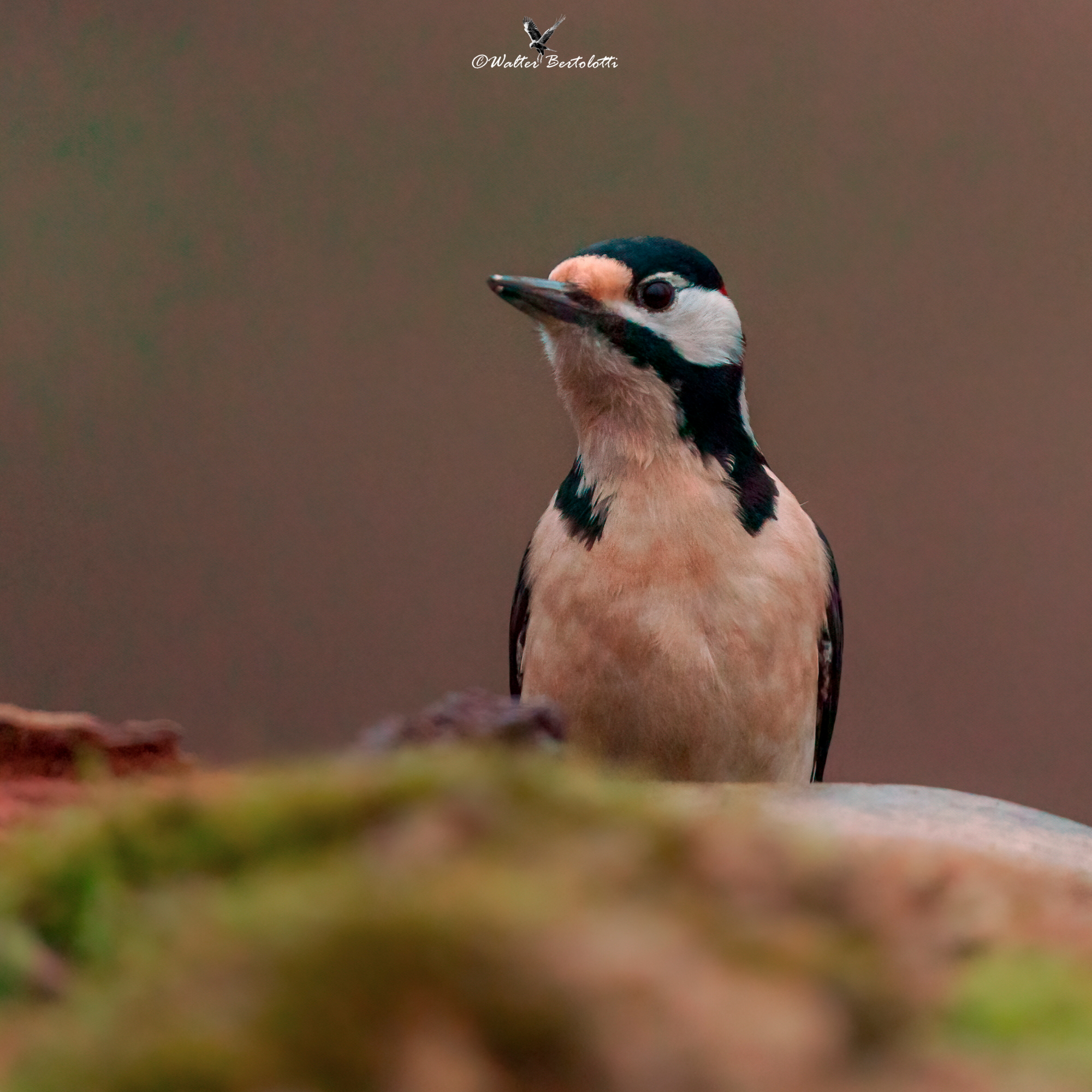 Cuckoo! ah no, I'm a woodpecker