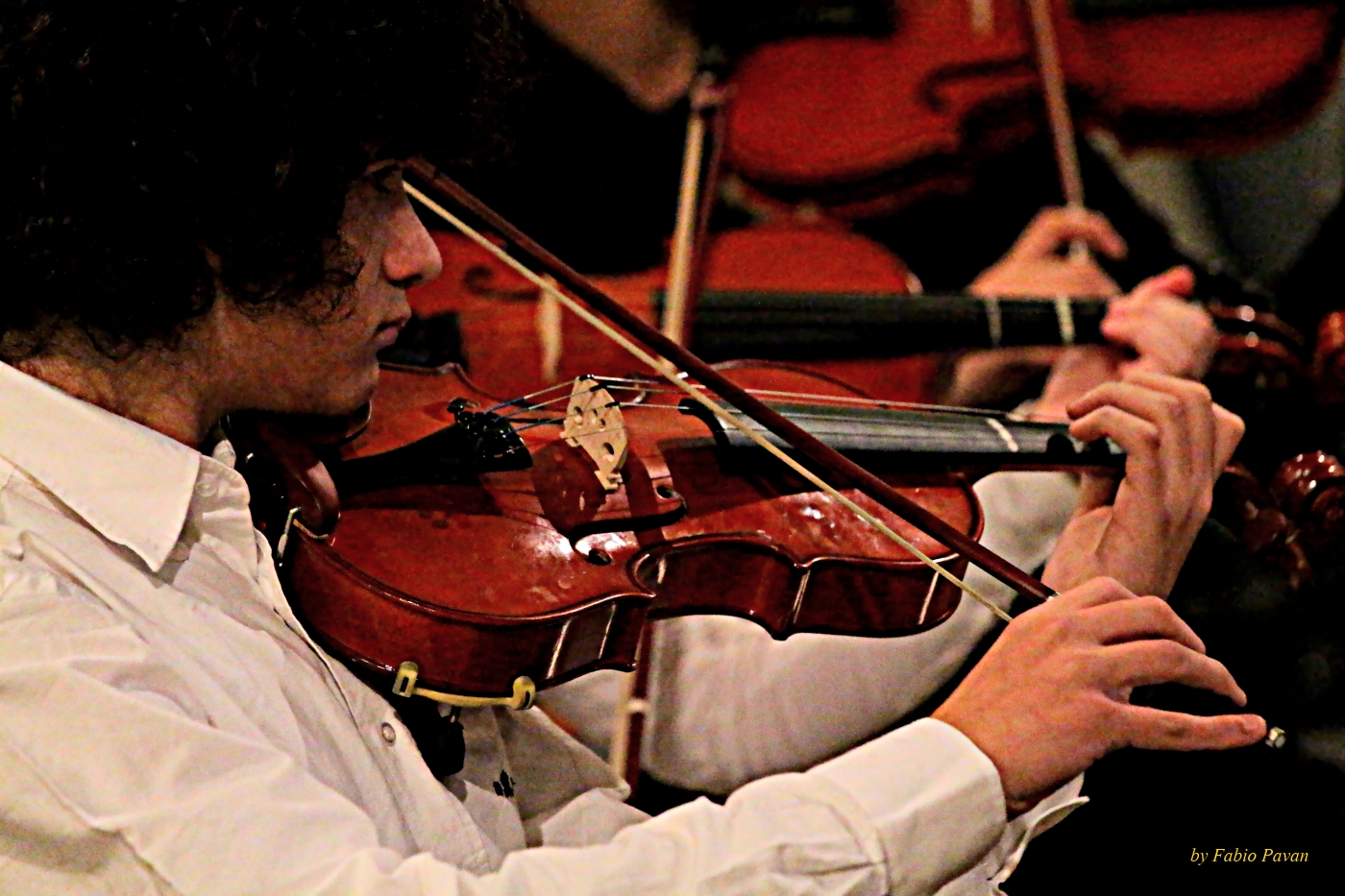 Violino
