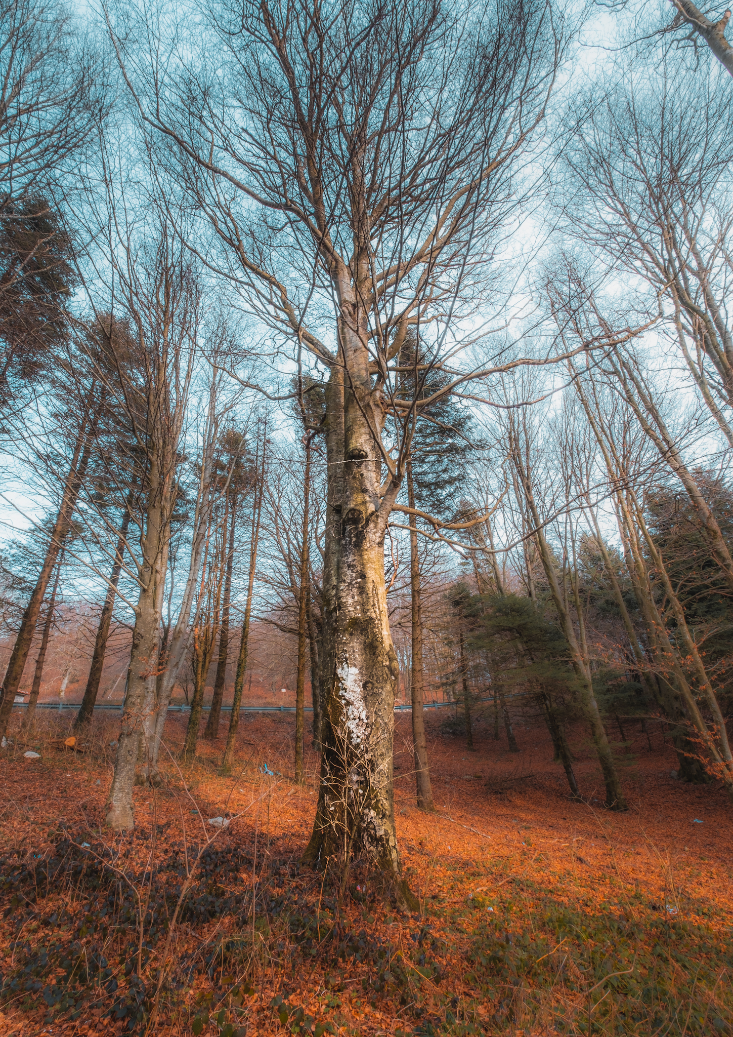 Ultimi giorni d'Autunno