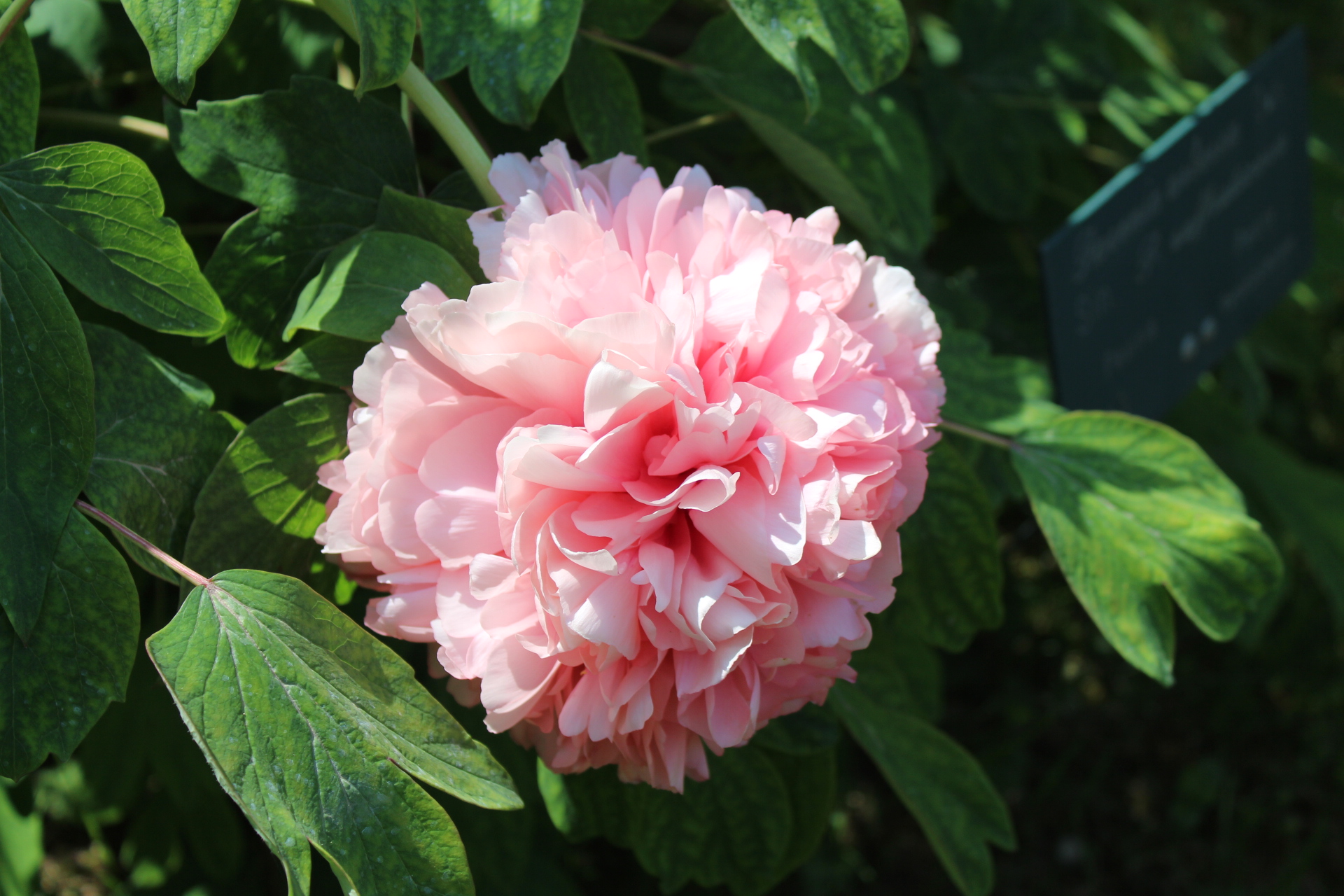 Fiori