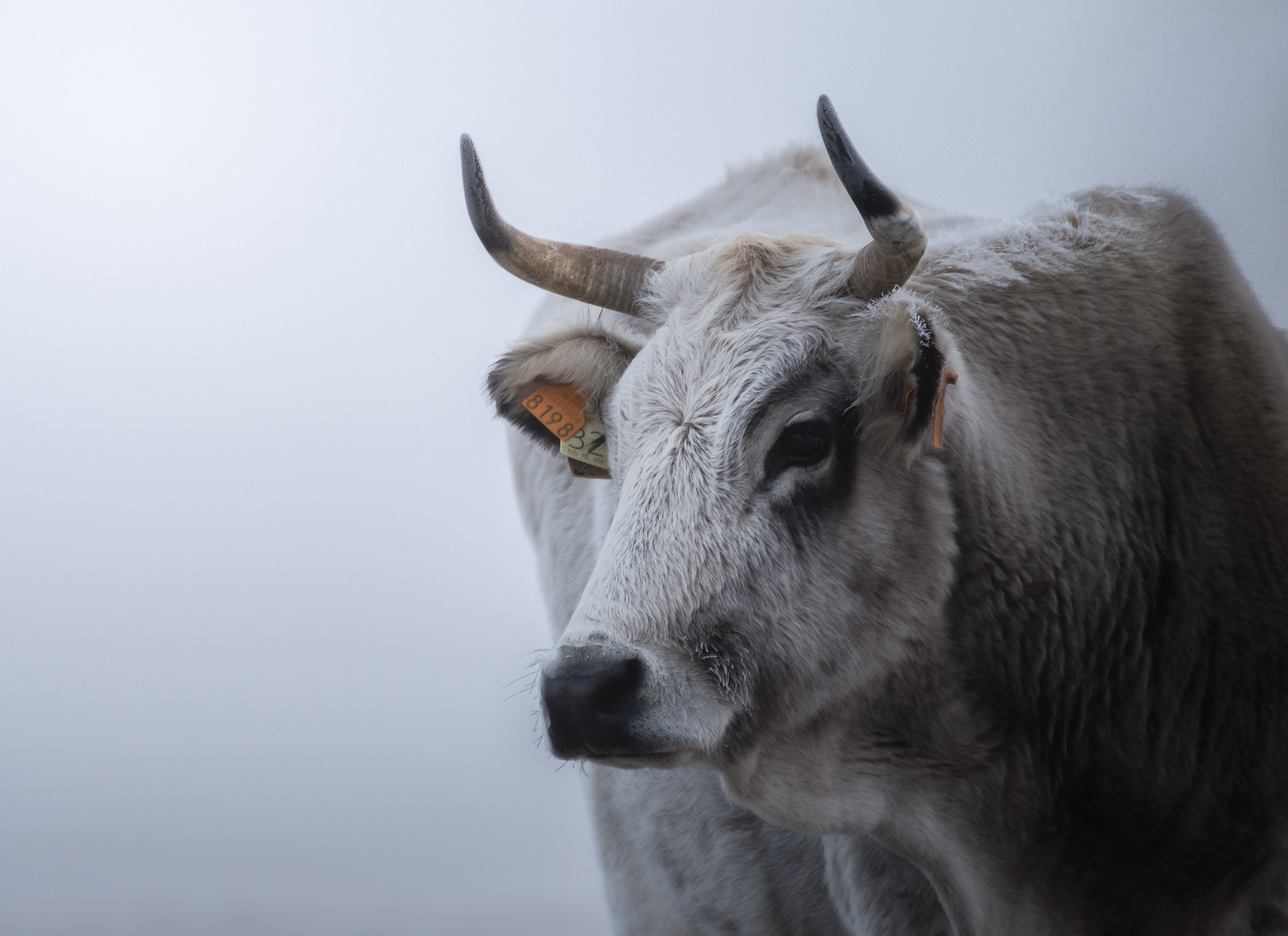Uno dei simboli di castelluccio