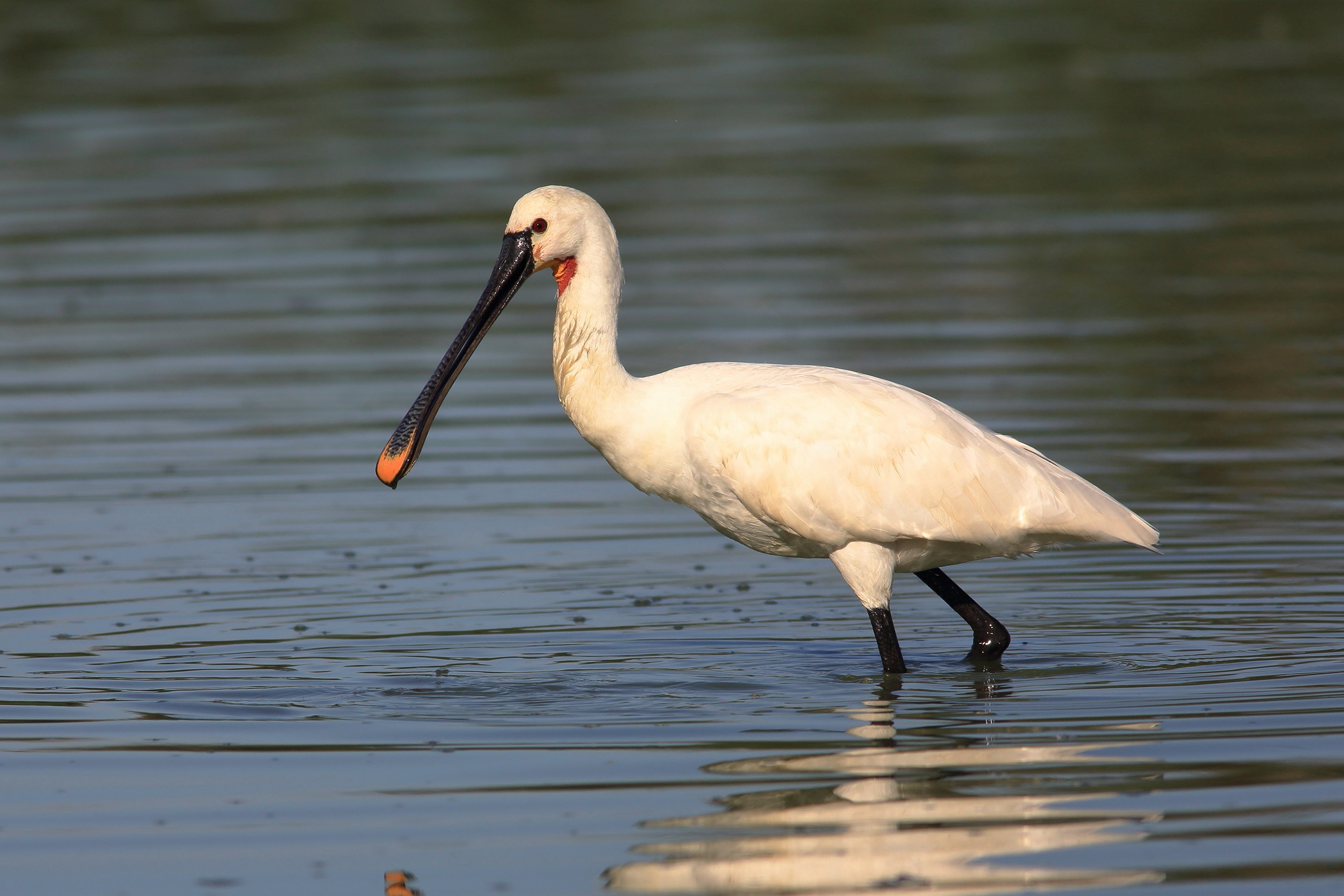 Platalea leucorodia  o  spatola