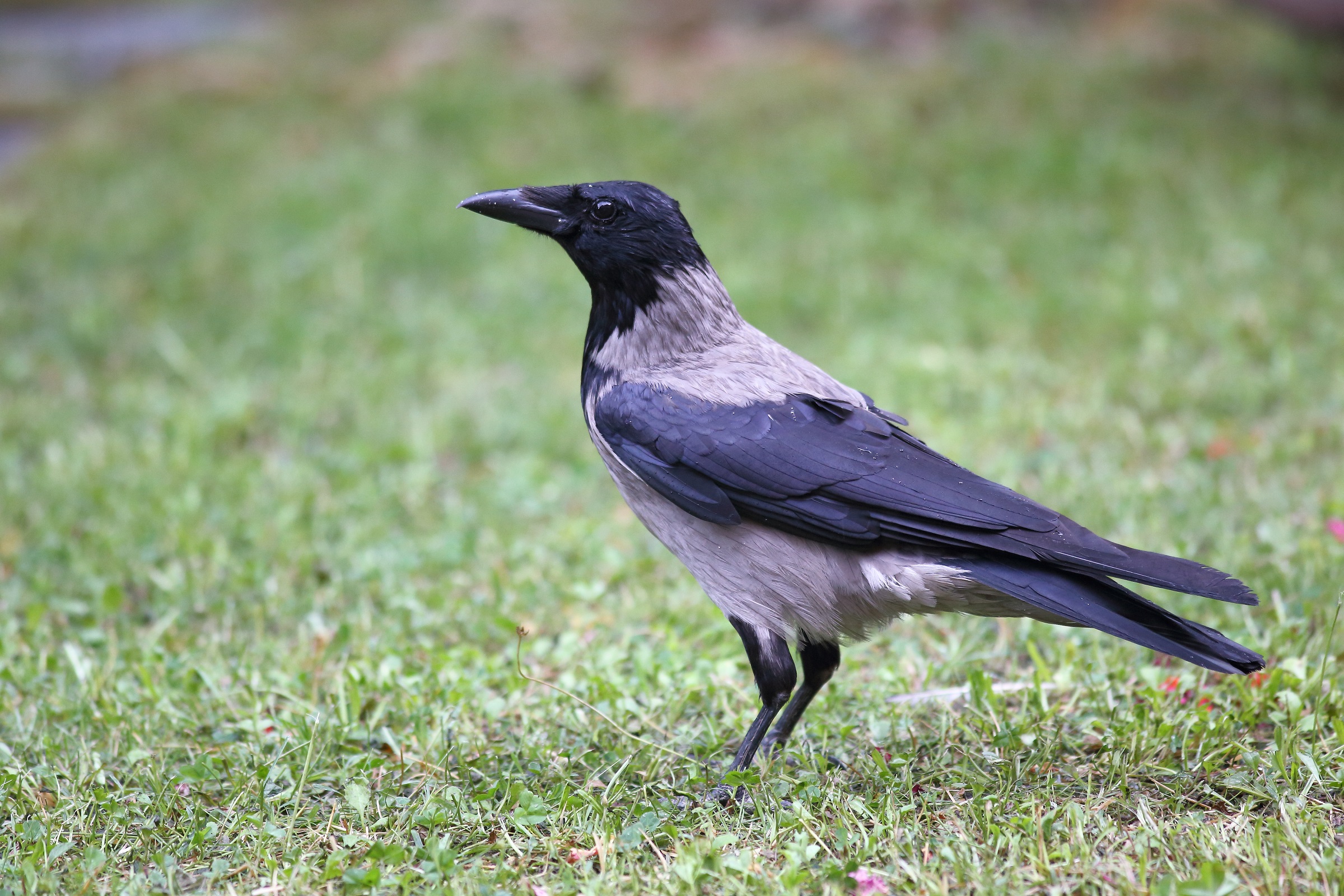 Corvus cornix  o  cornacchia grigia