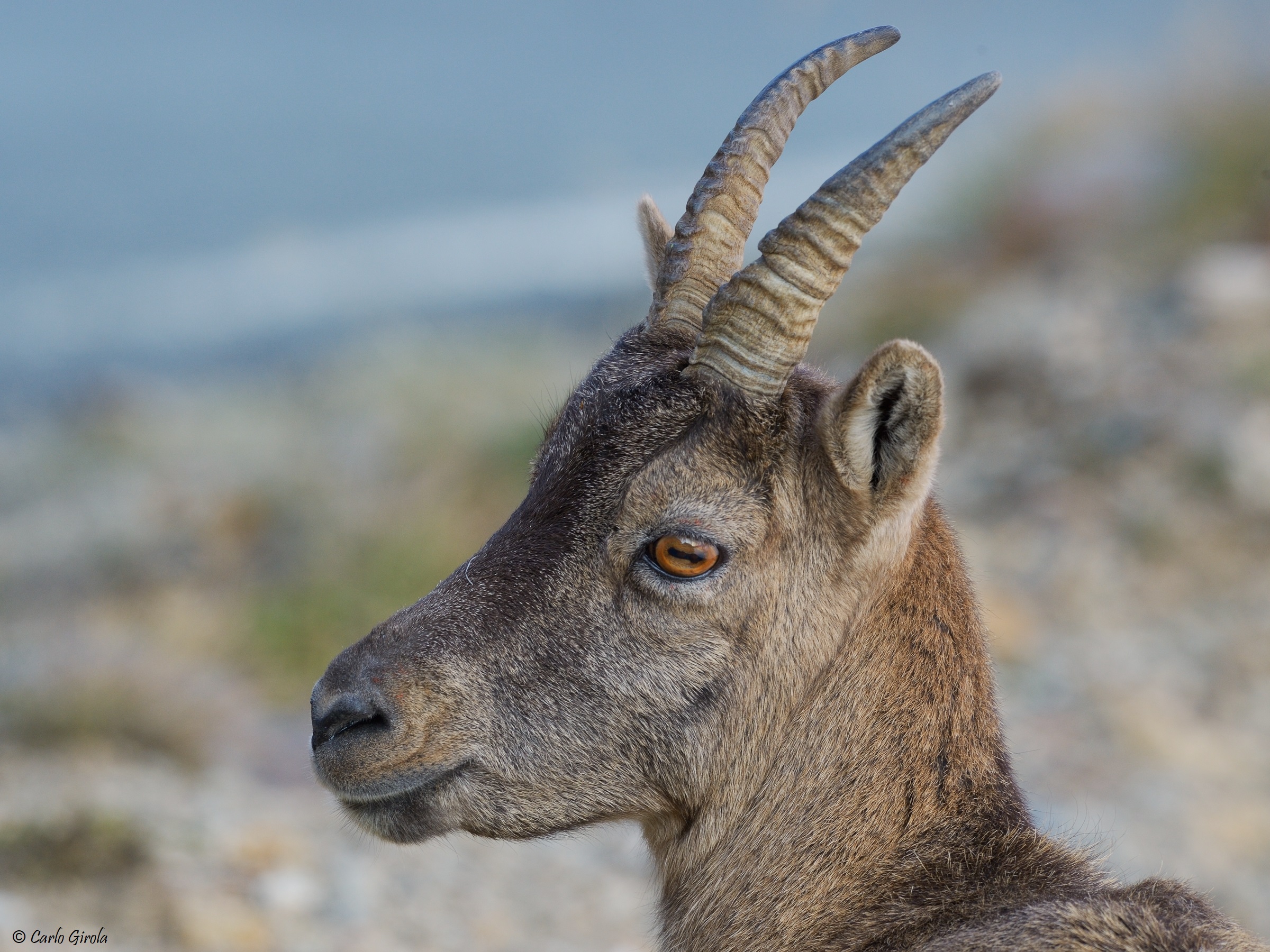 Ibex (Capra ibex)