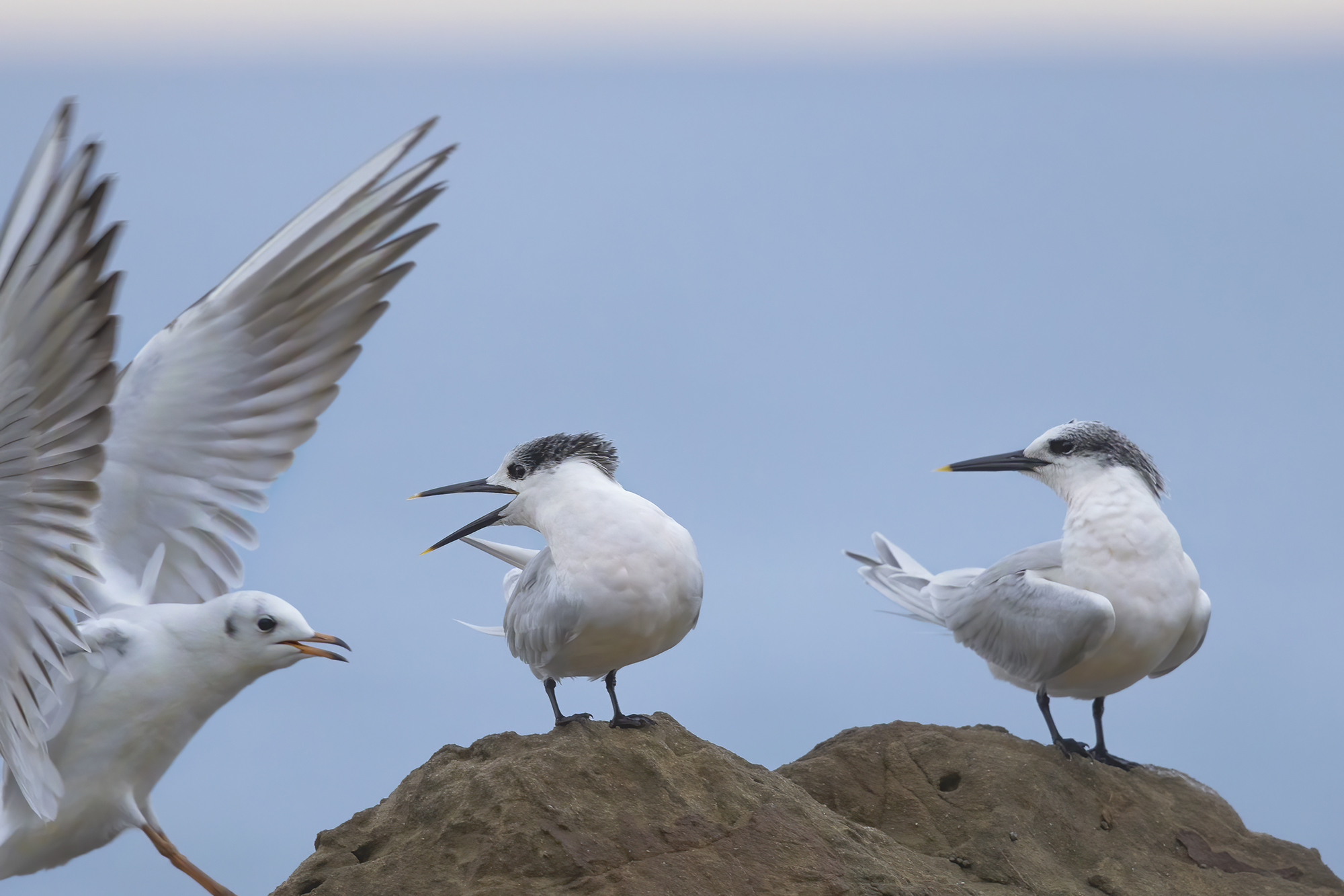 attacco ai beccapesci