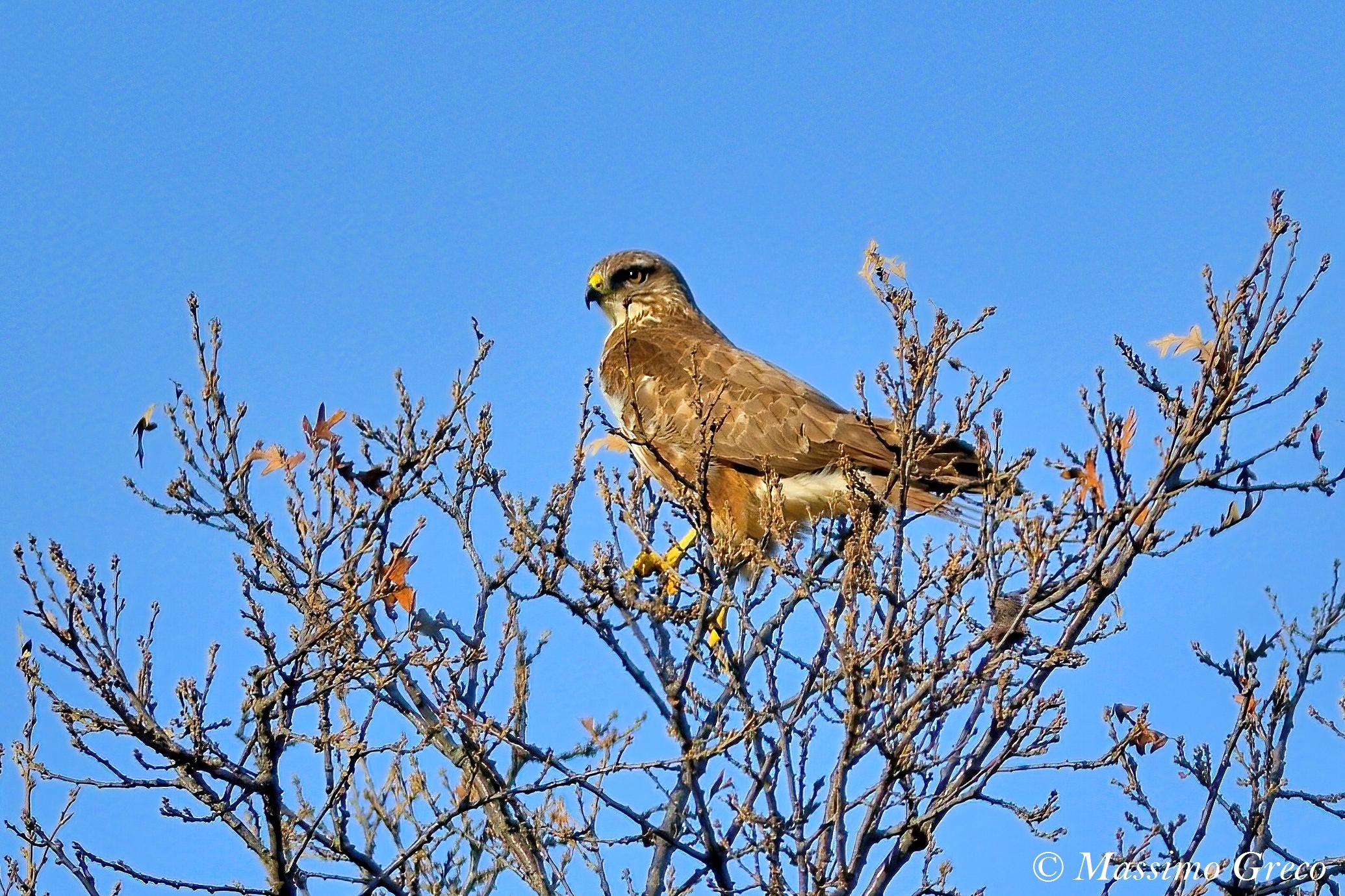 Common Poiana (Buteo buteo)