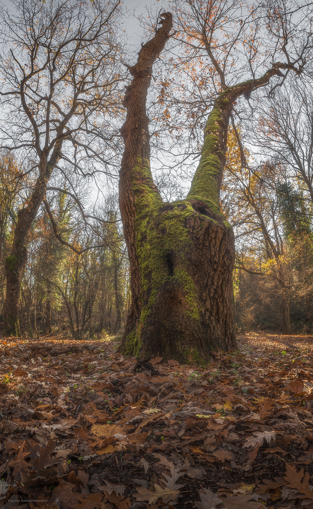 Il guardiano del bosco