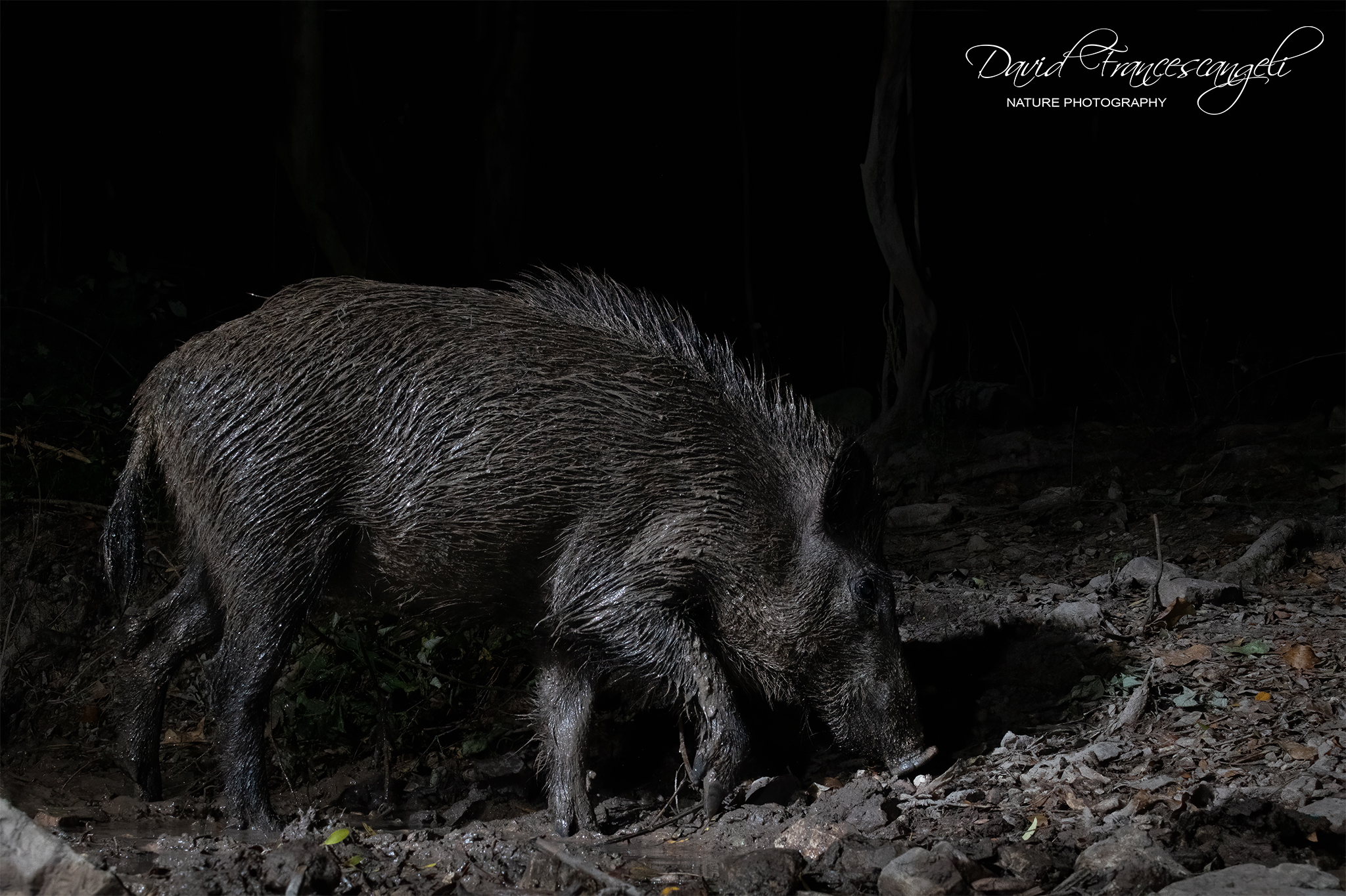 My name is Tullius. Tullius Solengo