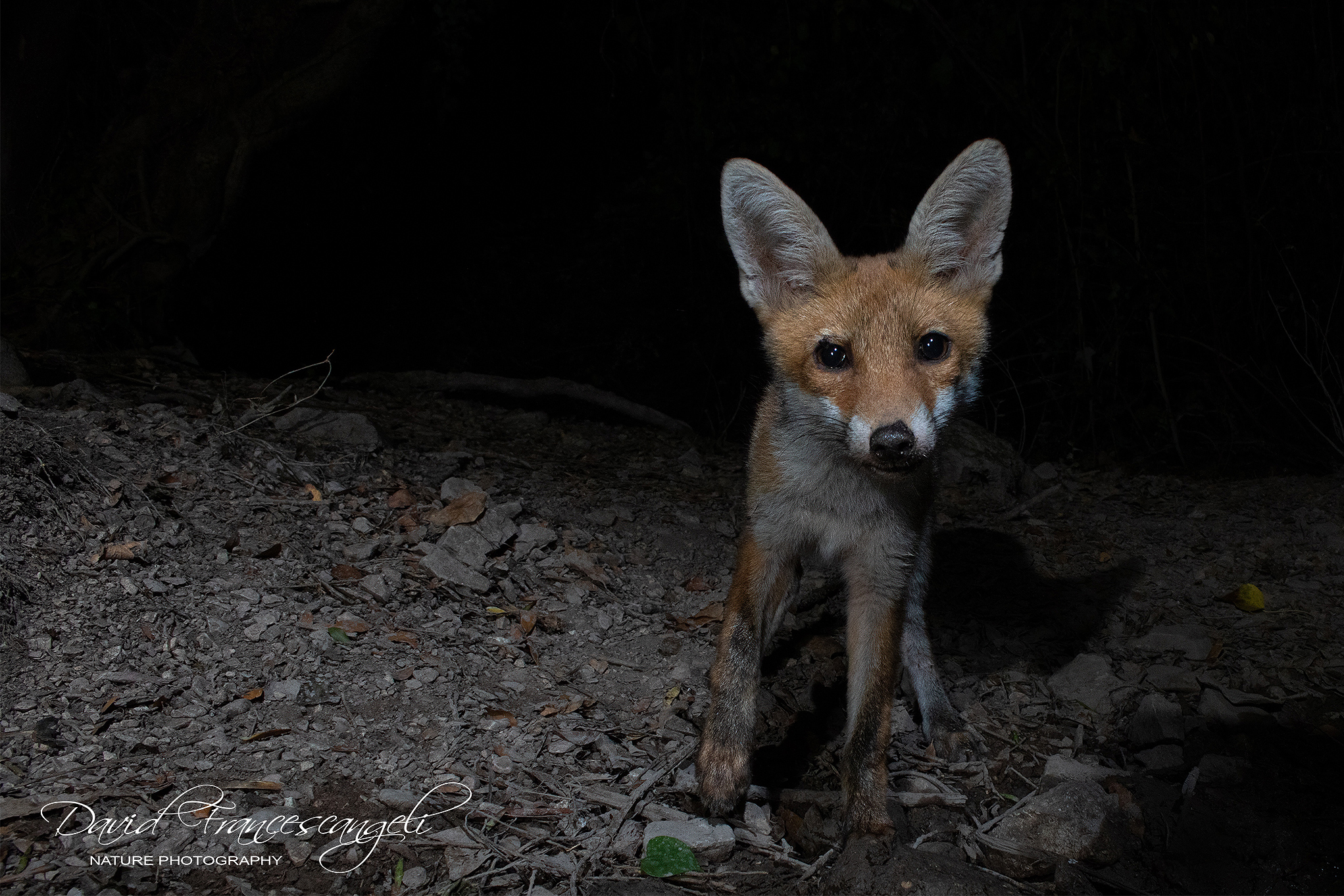 Uuuuhh mi sono sporcata la zampetta :-(