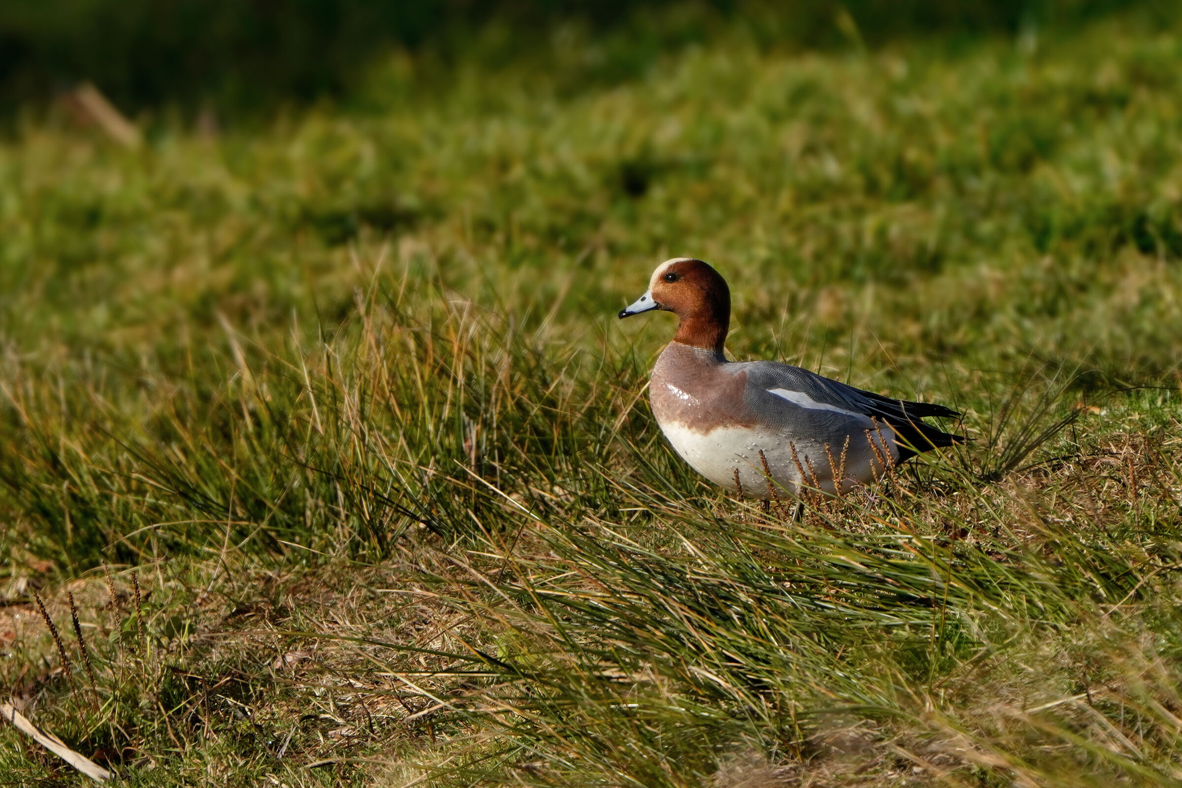 The Lord of the Meadow