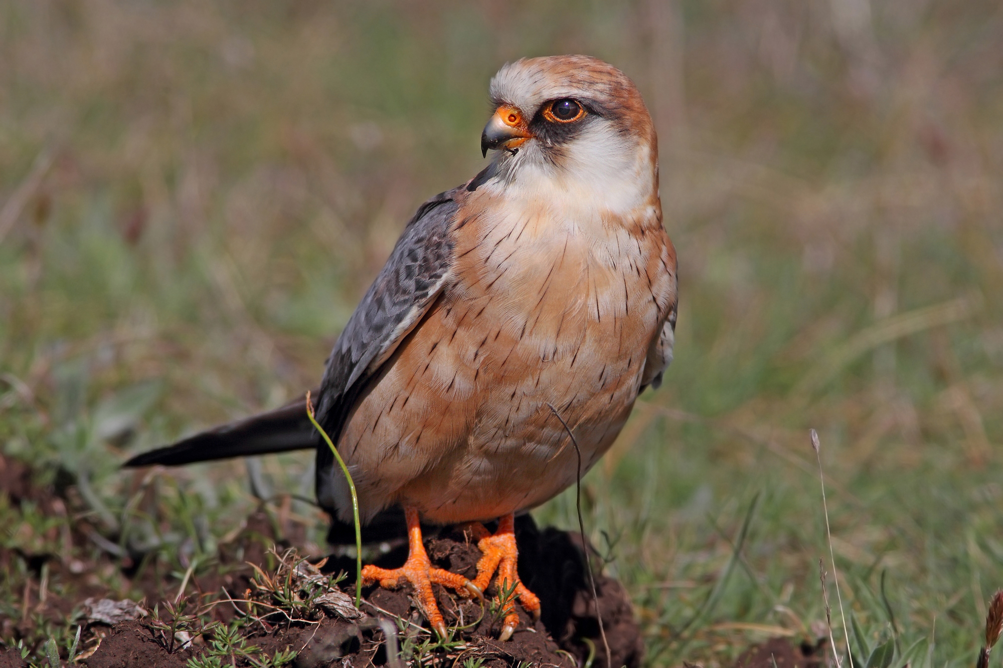 falco cuculo femmina