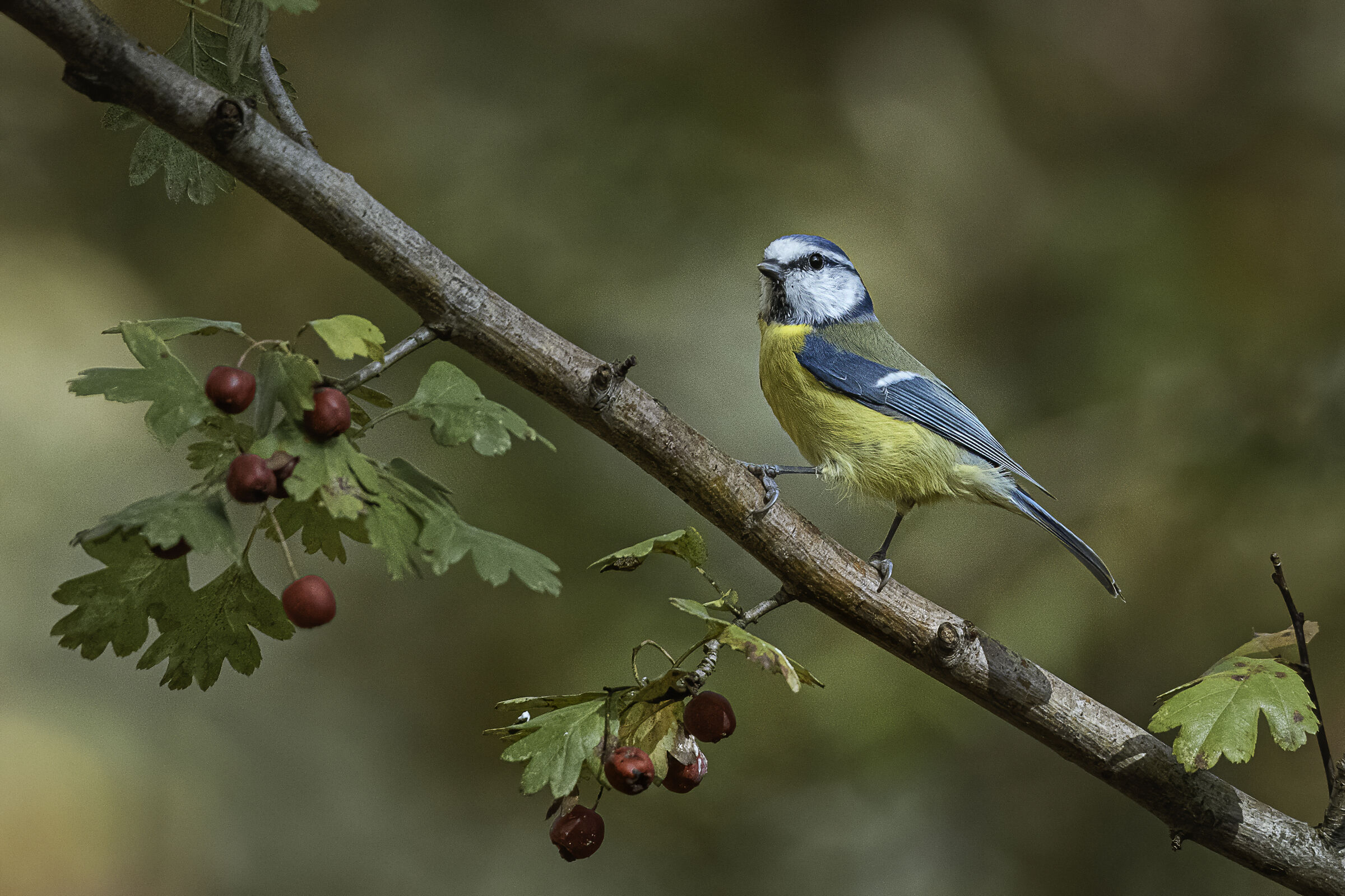 La cinciarella in posa