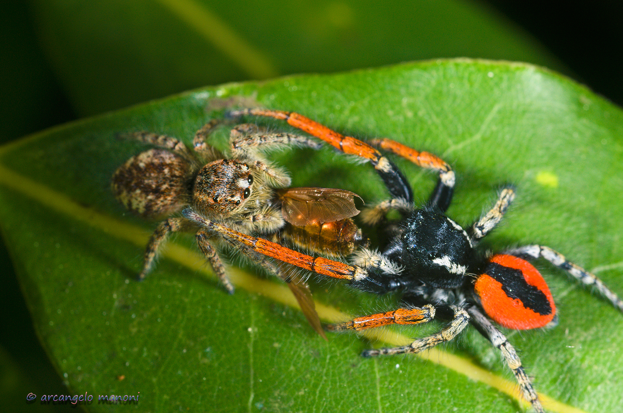 Salticus sanguinolentus vying for prey