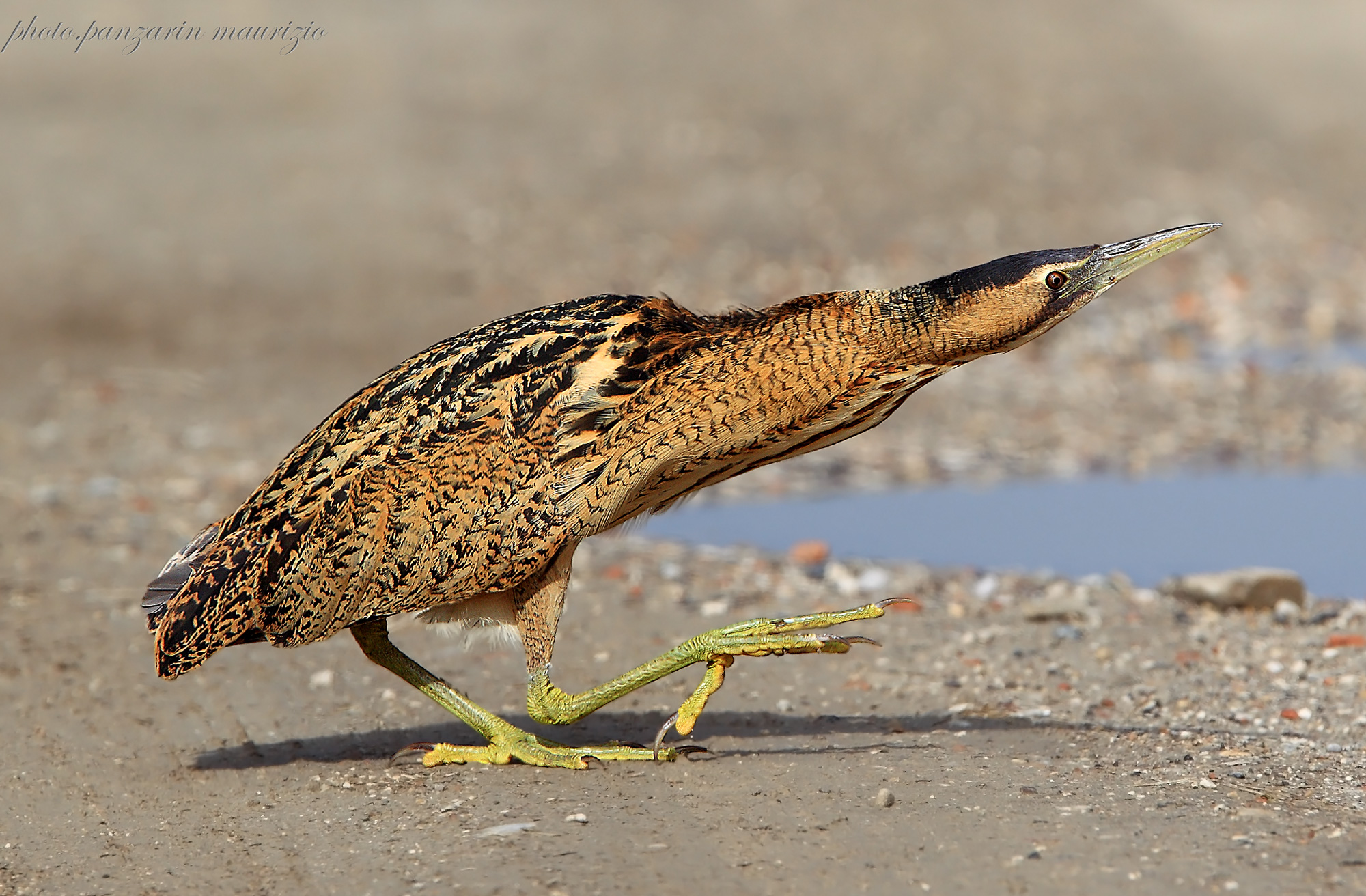 bittern