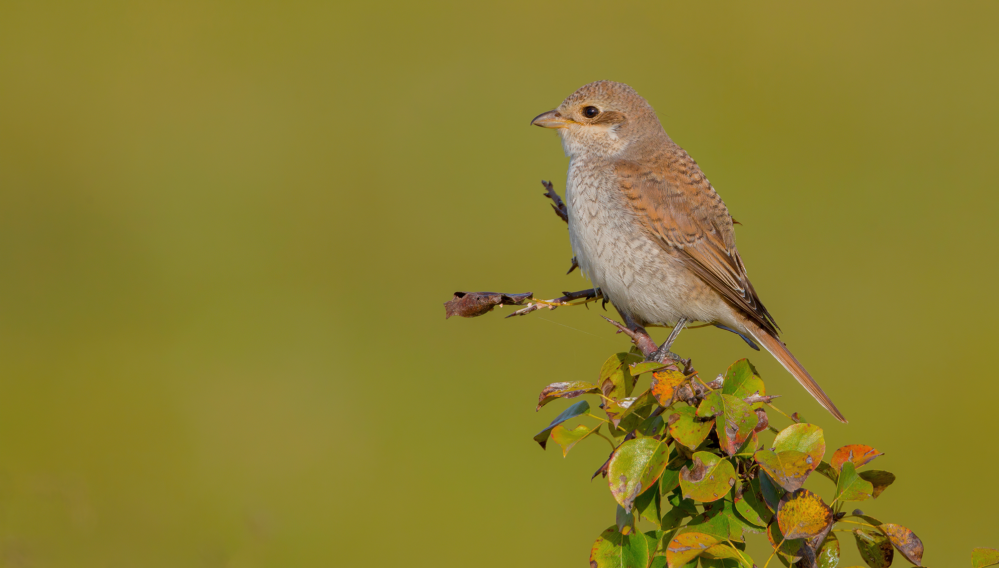 averla piccola giovane