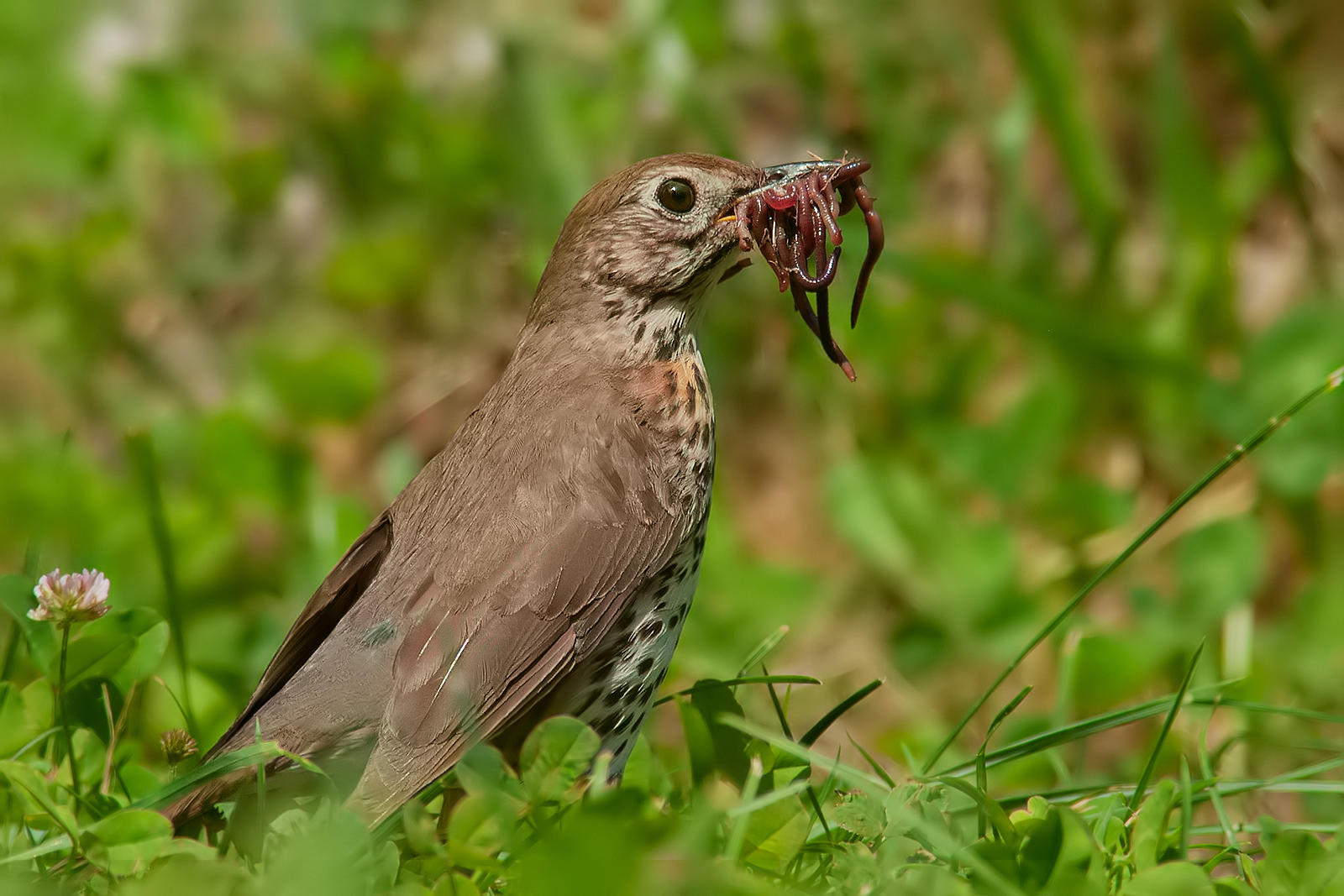 "A pieno carico" (Tordo bottaccio-Turdus philomelo...