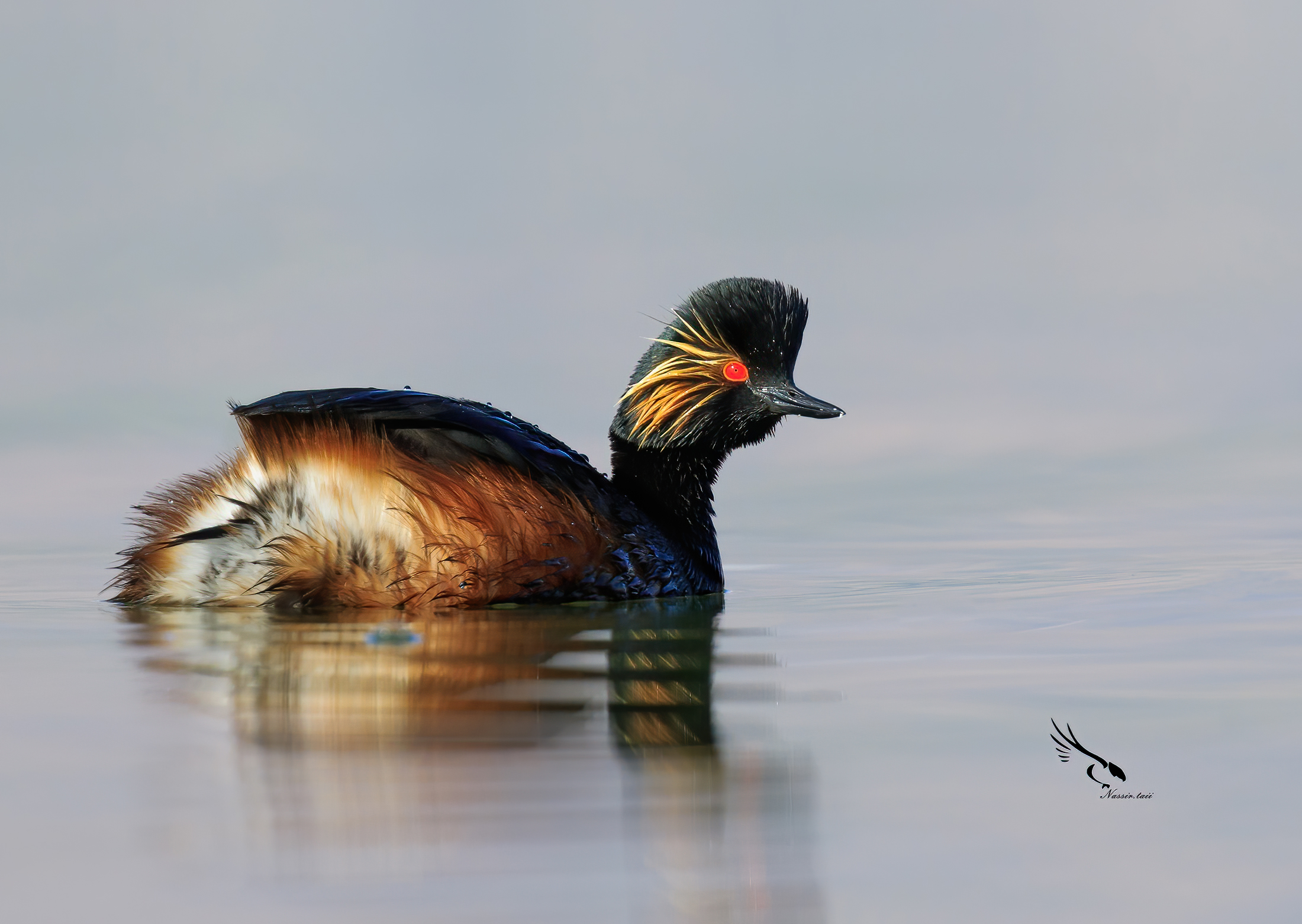 Black-necked grebe