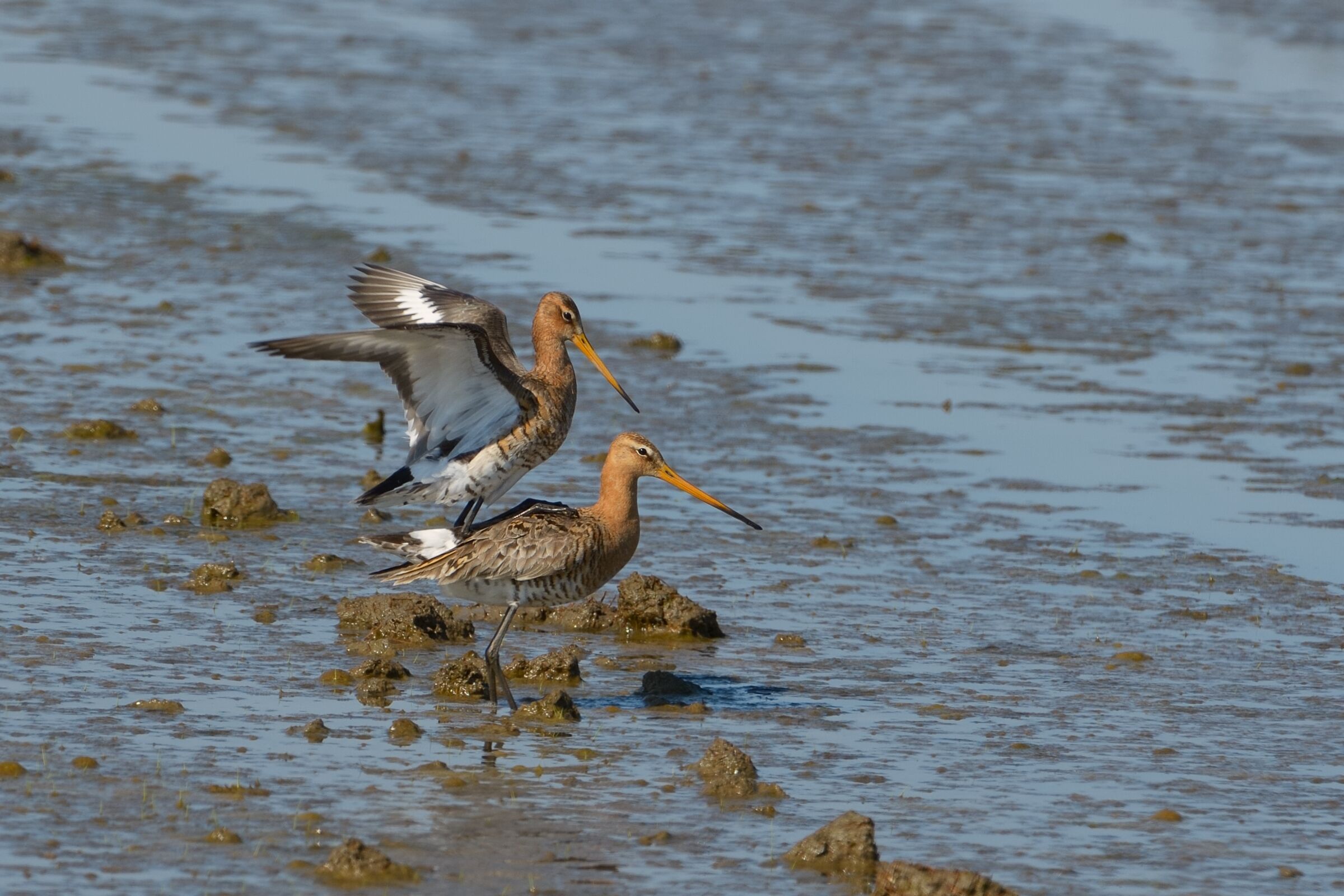 Pittima reale (Limosa limosa)