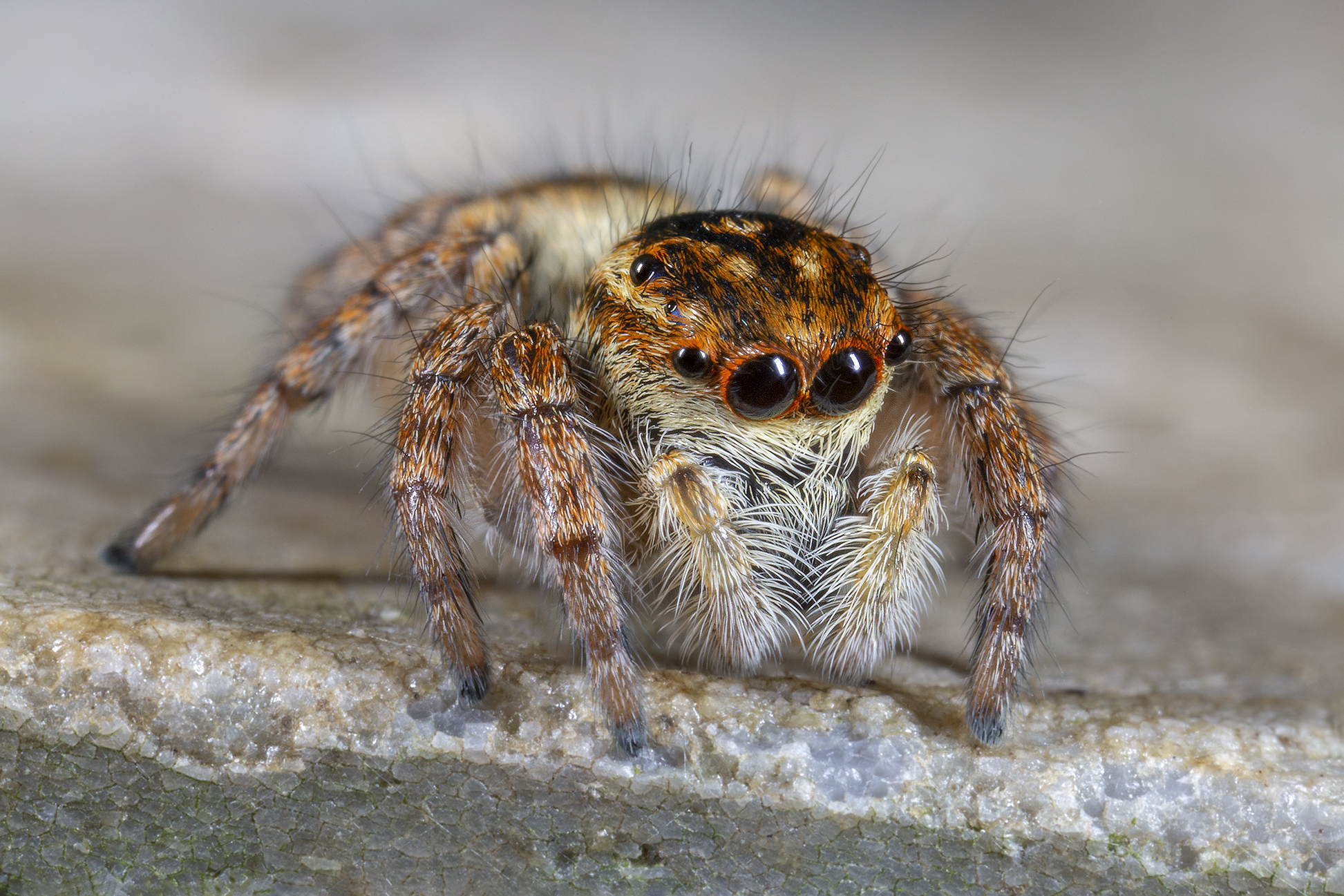 Carrhotus xanthogram female