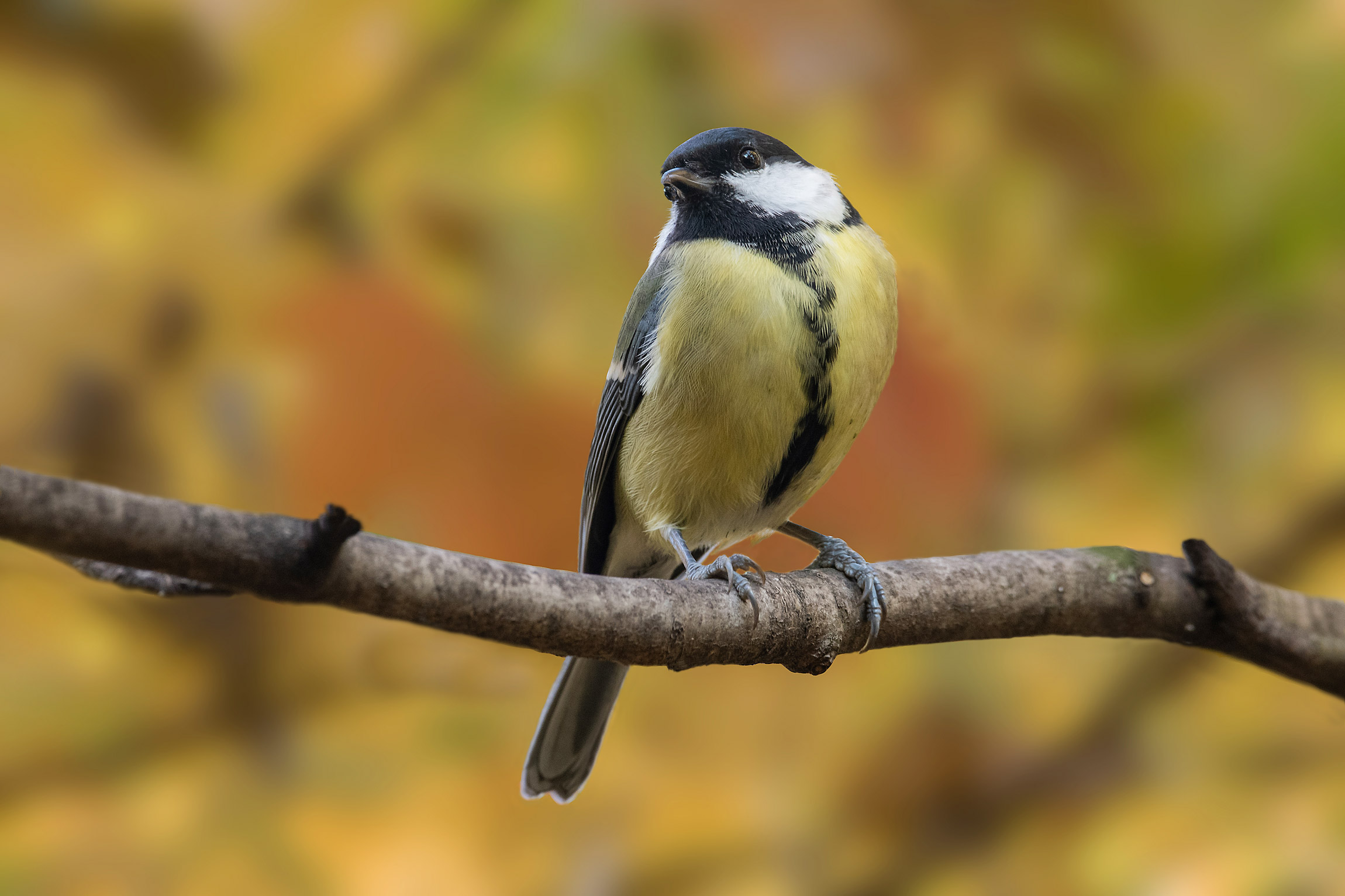 Nei colori dell'autunno