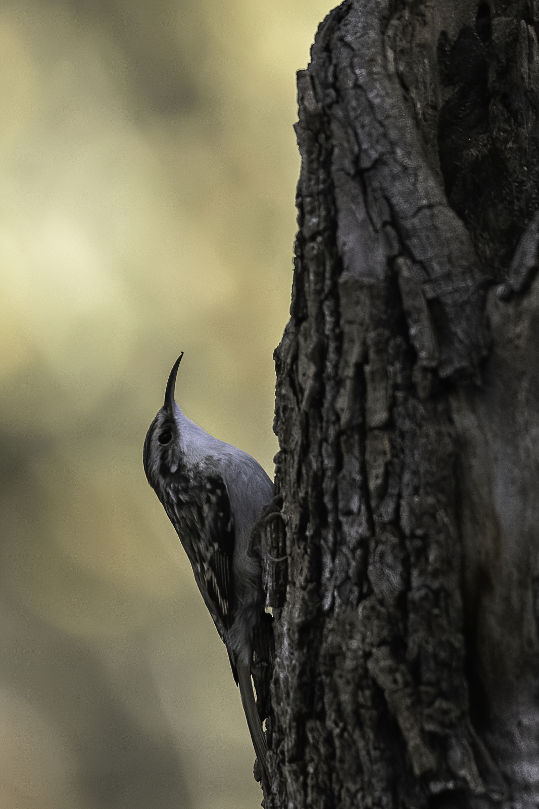 Picchio rampichino n.2