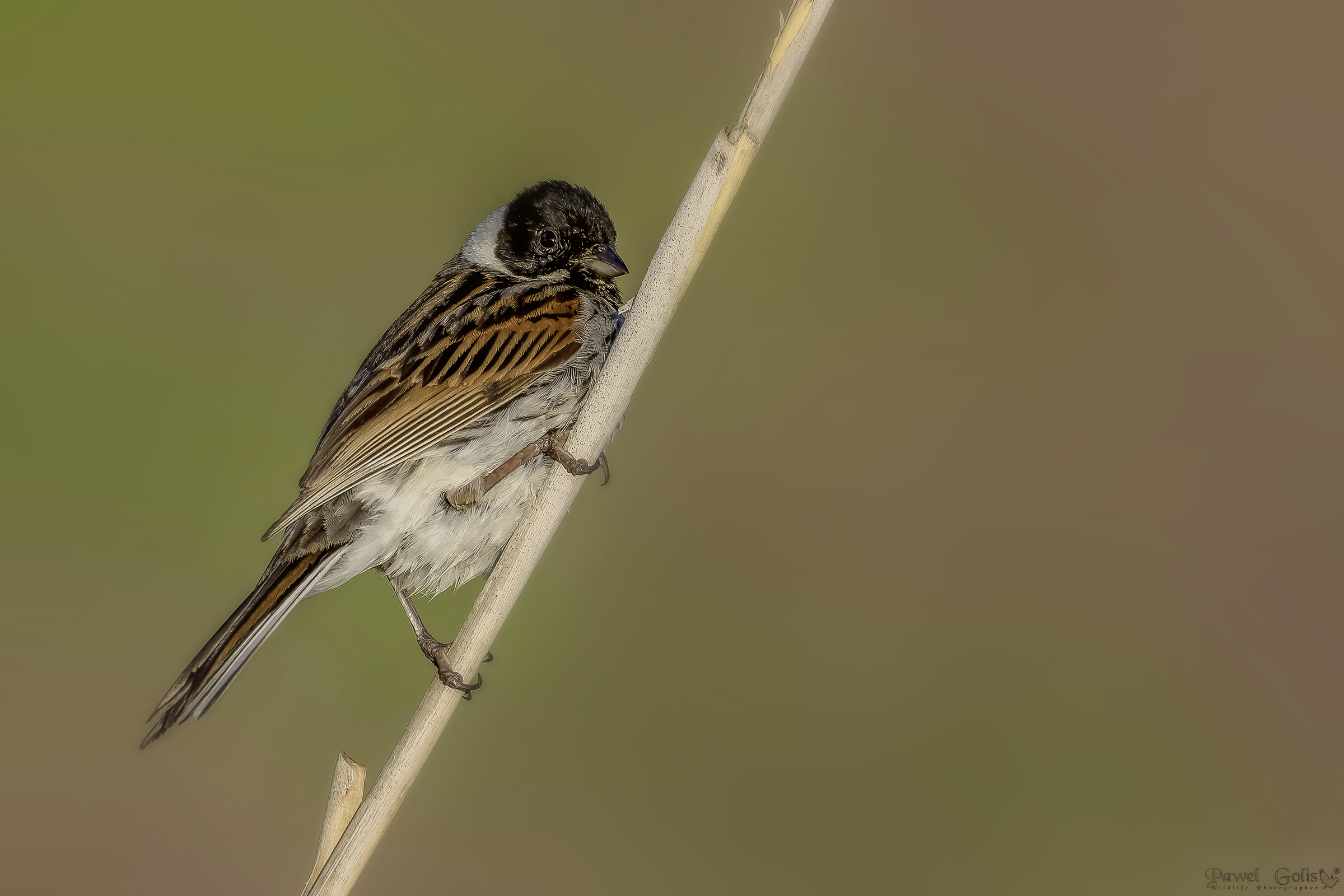 Bunting di cana comune (Emberiza schoeniclus)