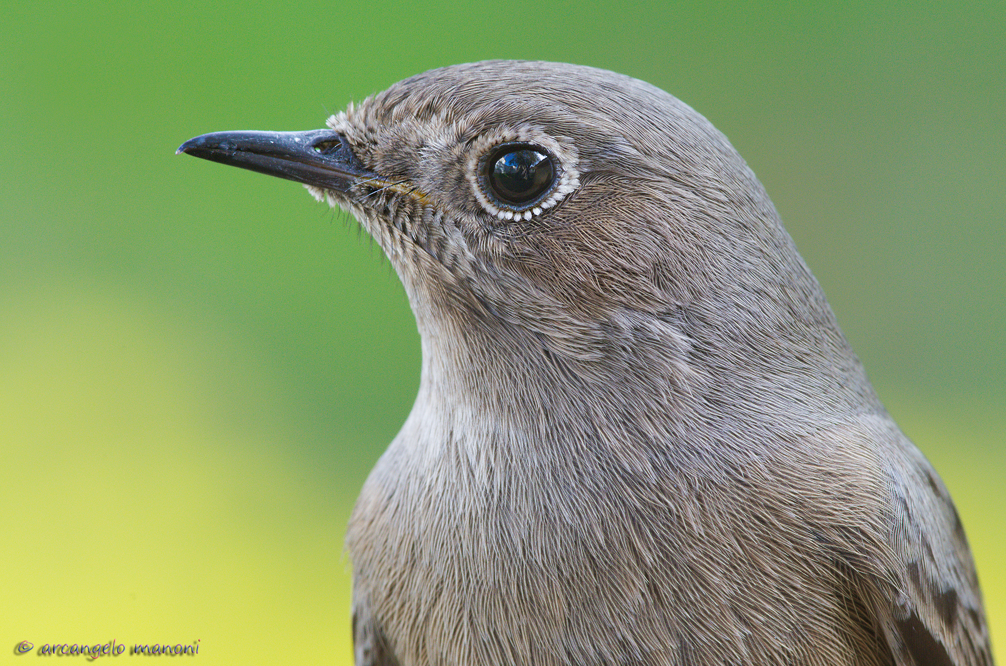 My shed in your eyes