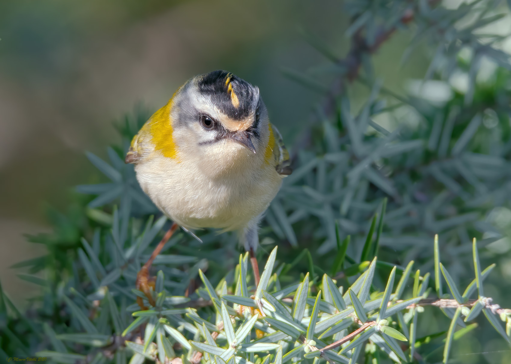 Fiorrancino (Regulus ignicapilla)